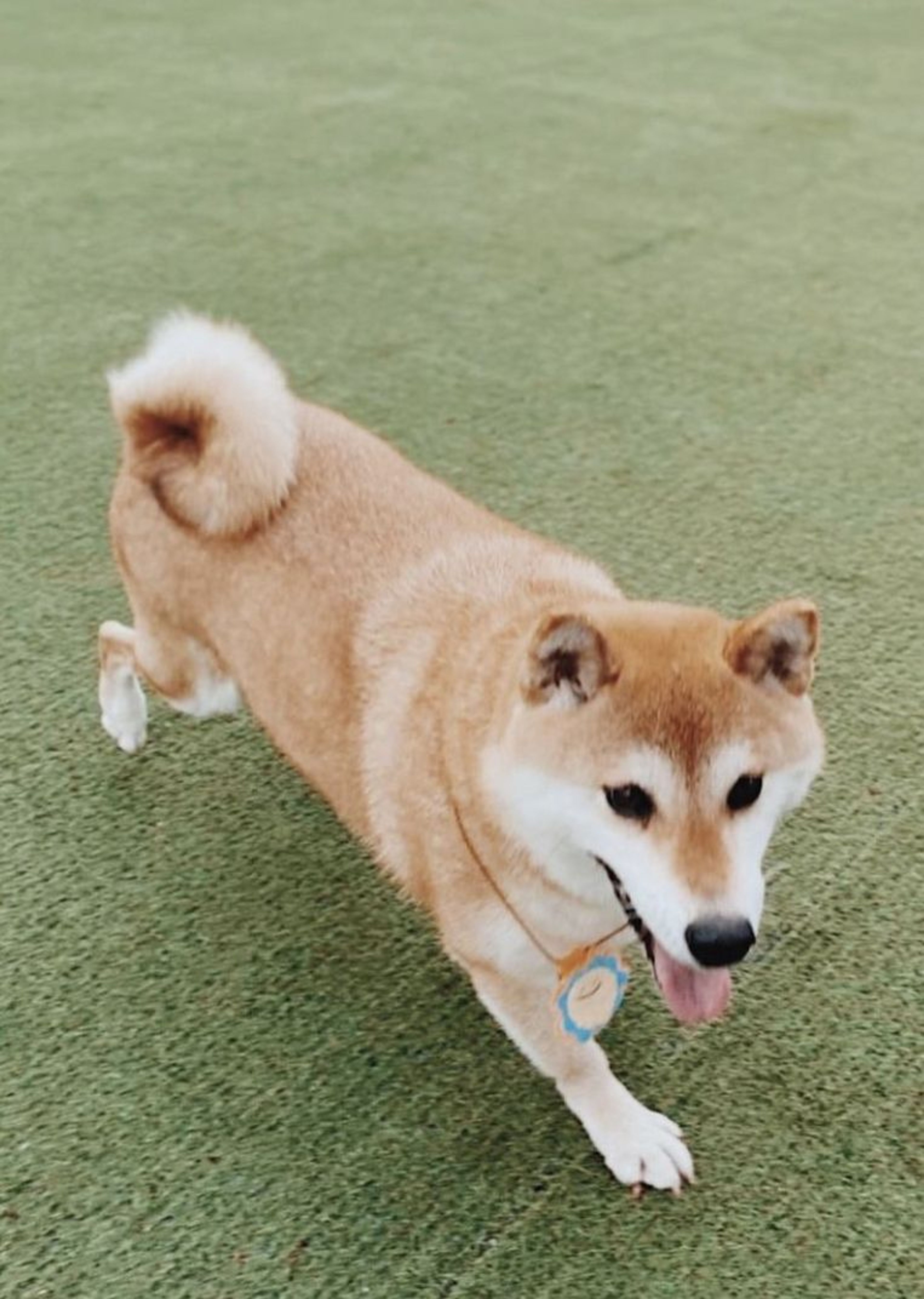 柴犬・メスの里親募集の写真