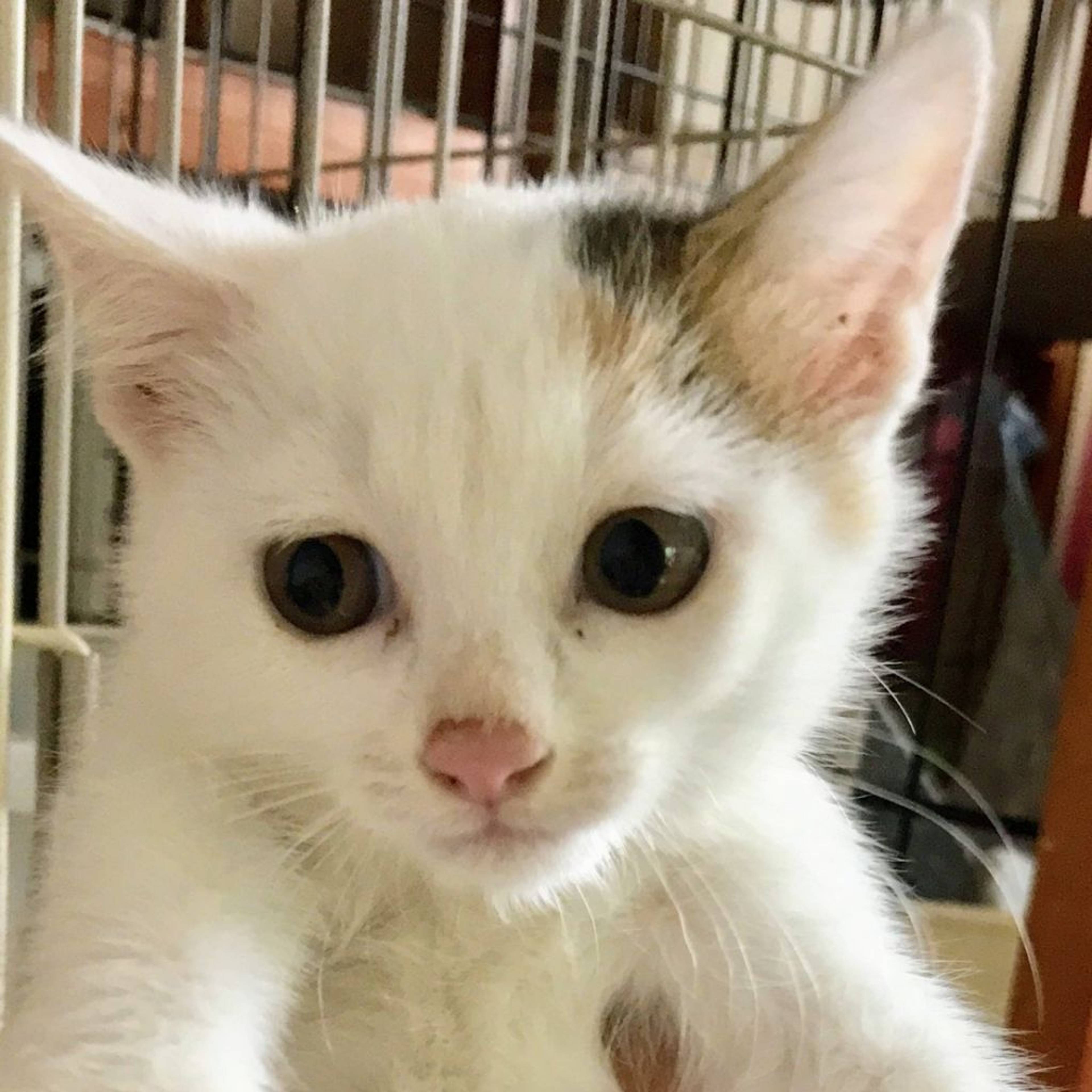 雑種（ミックス猫）・メスの里親募集の写真