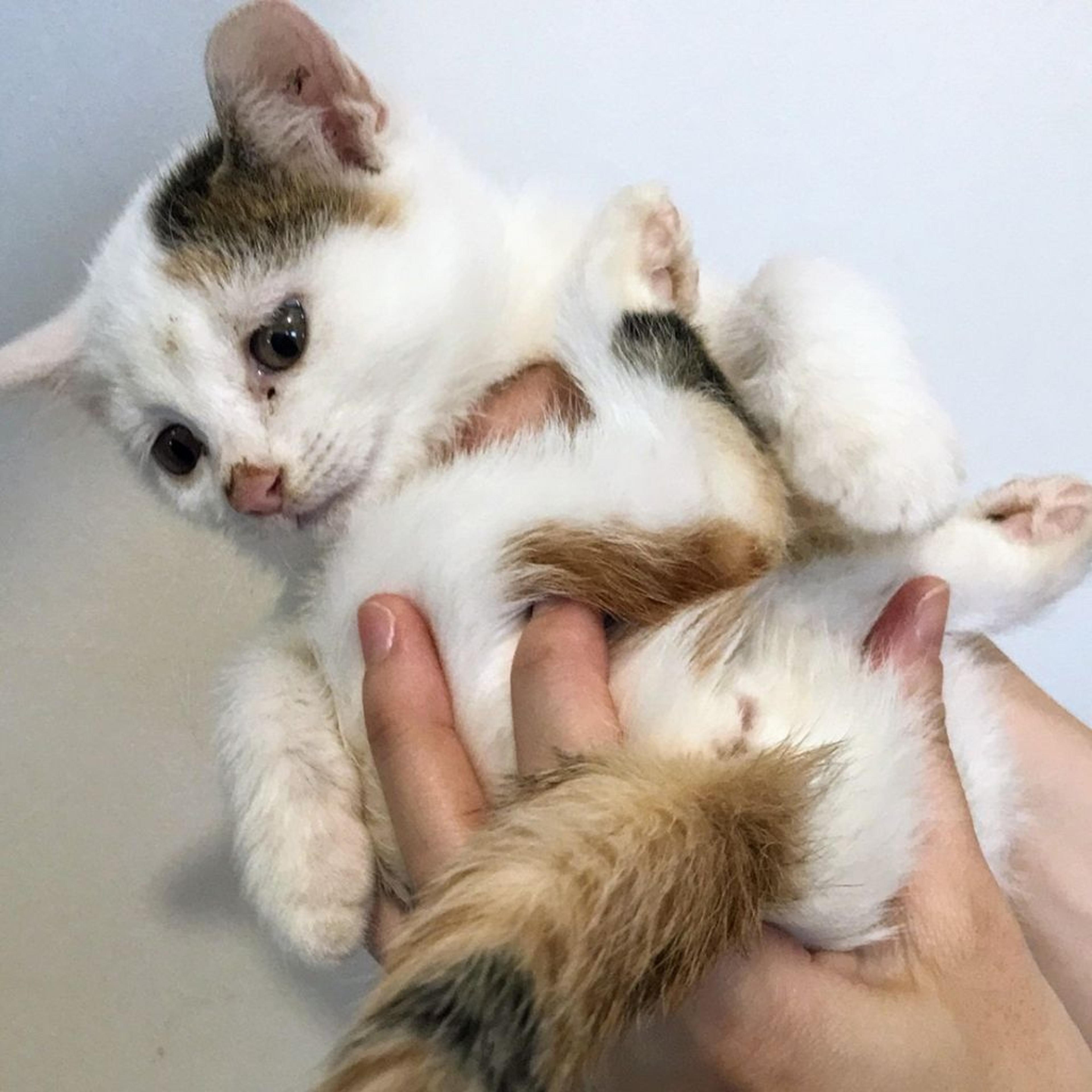 pet-image-2