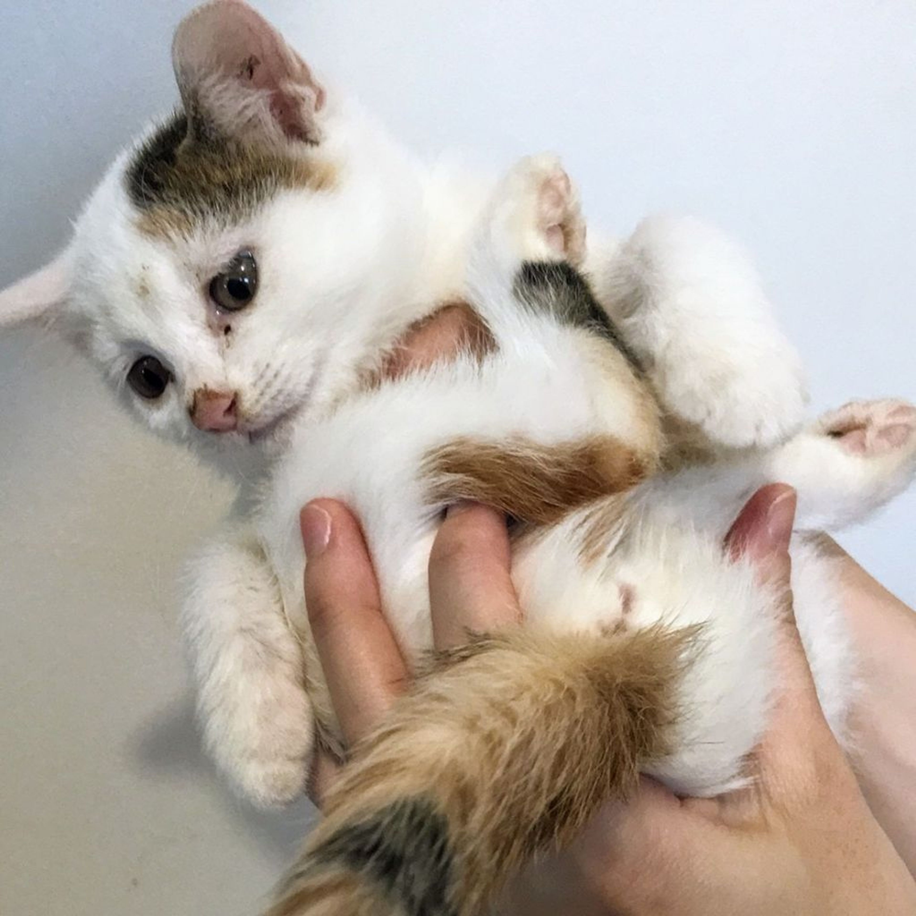 pet-image-2