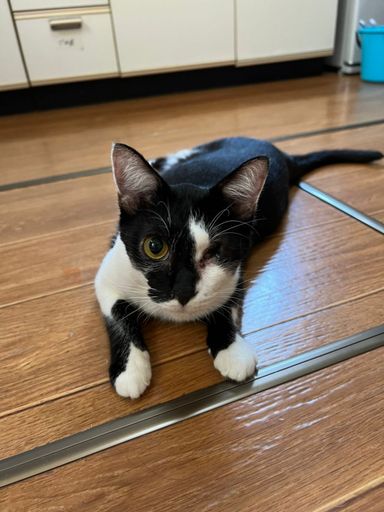 ローザの写真
