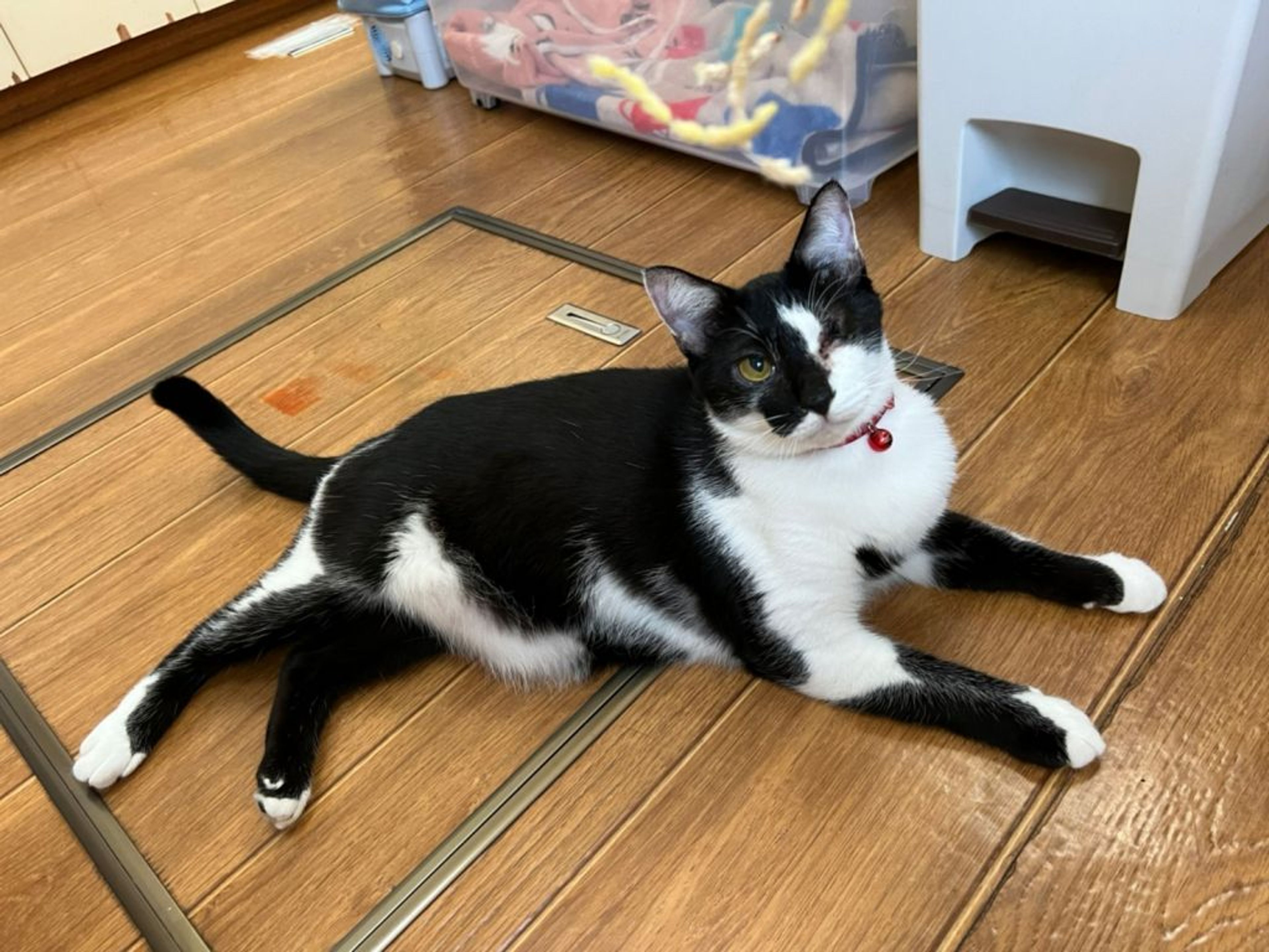 pet-image-3