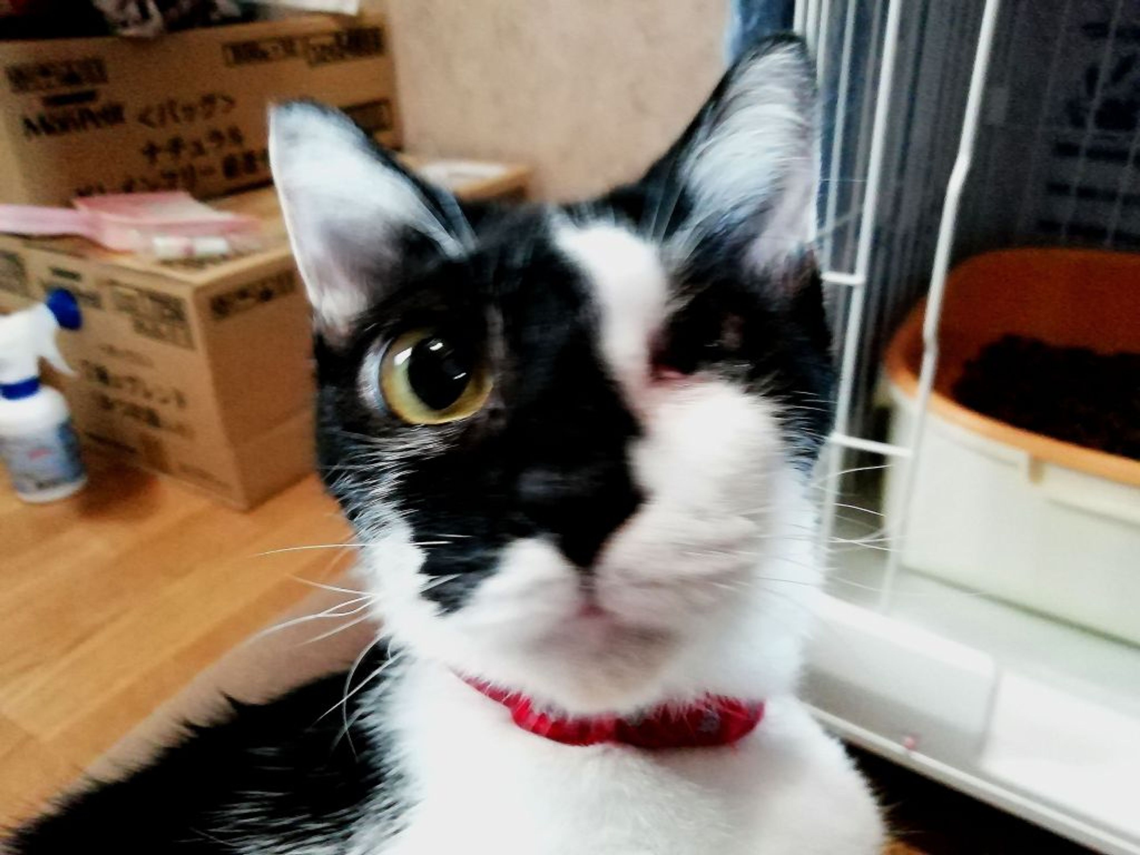 pet-image-5