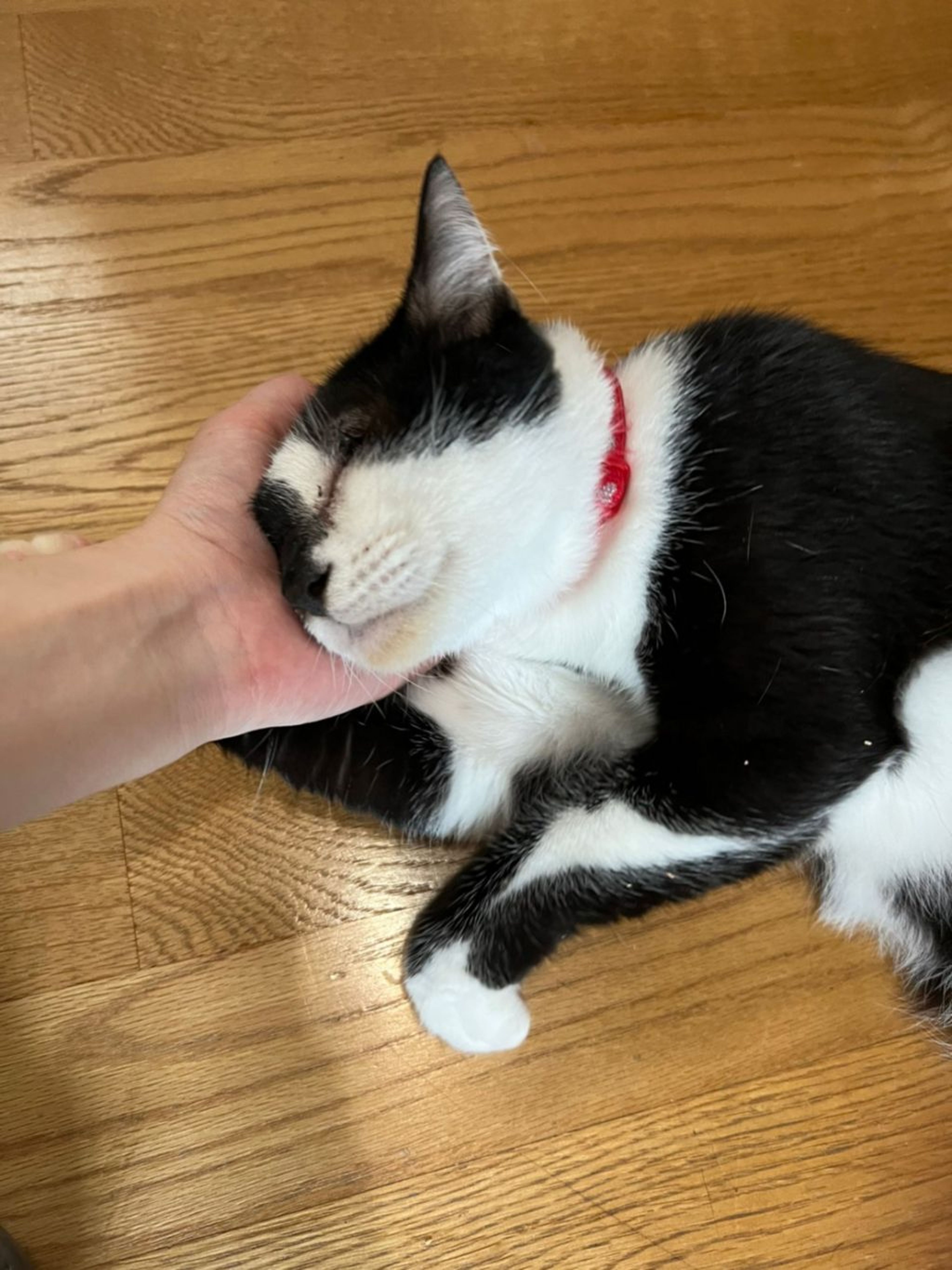 pet-image-6