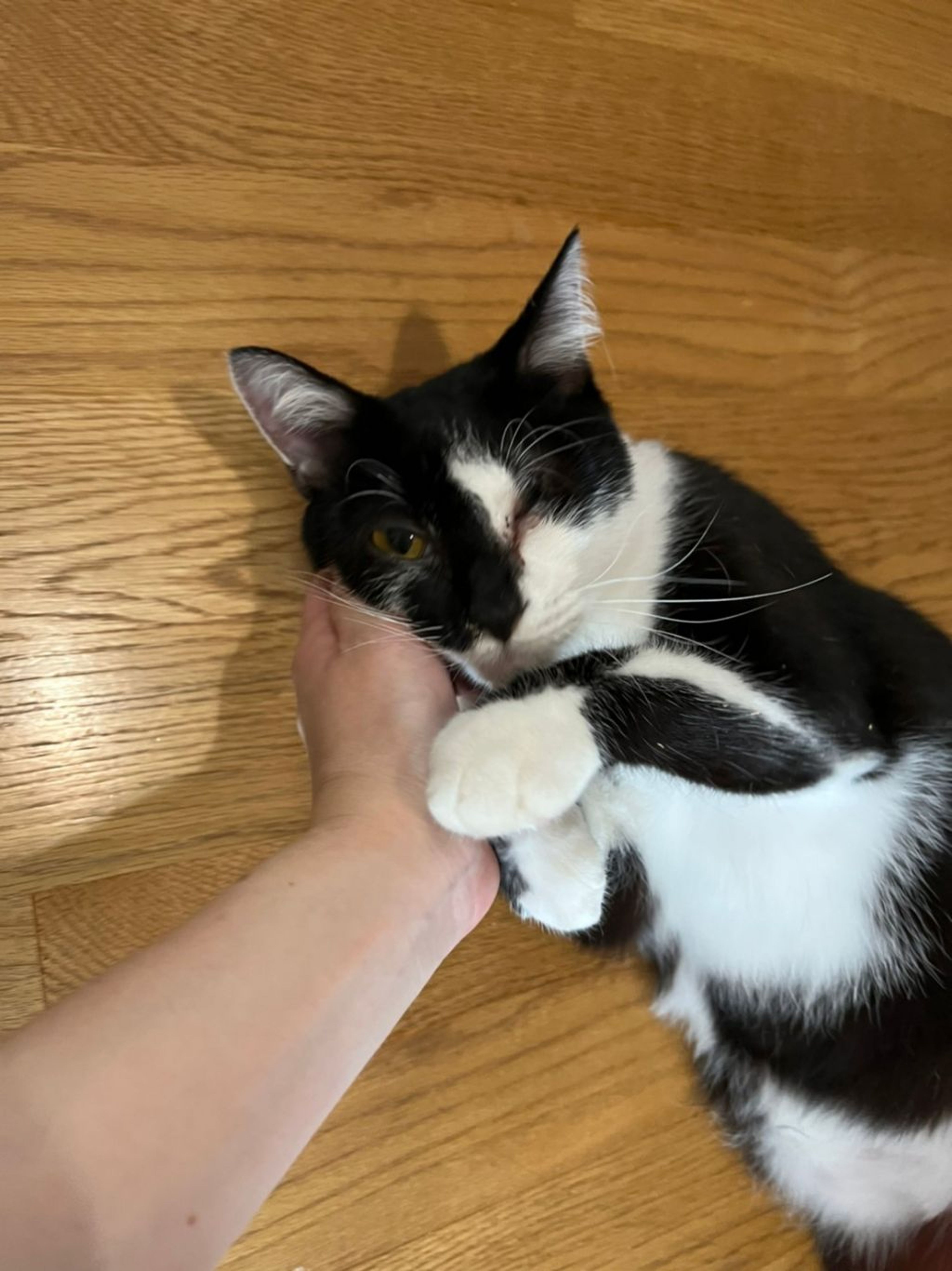 pet-image-7
