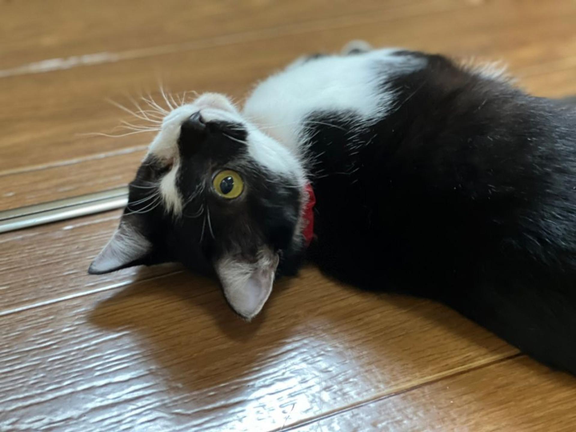 pet-image-2