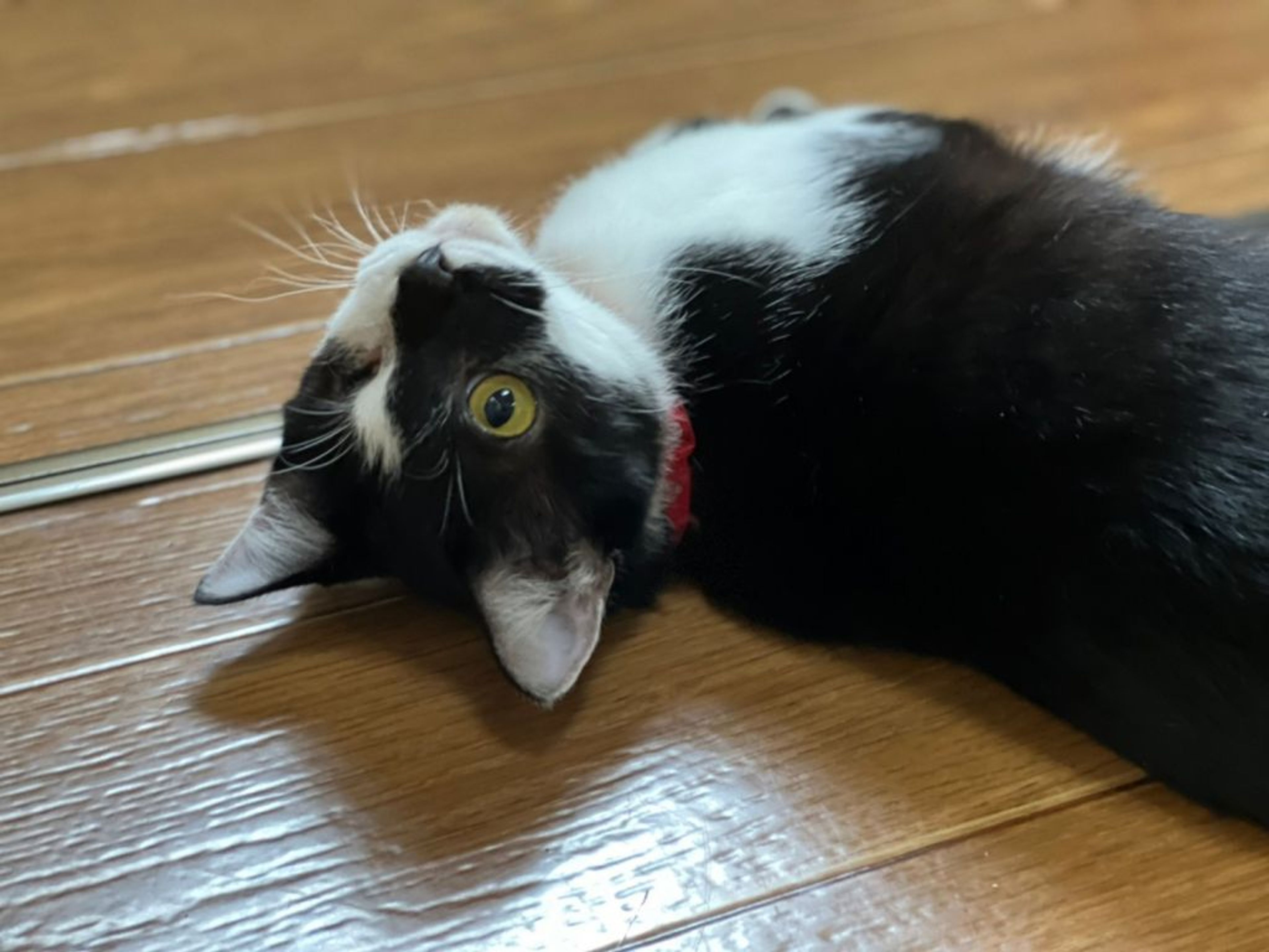 pet-image-2