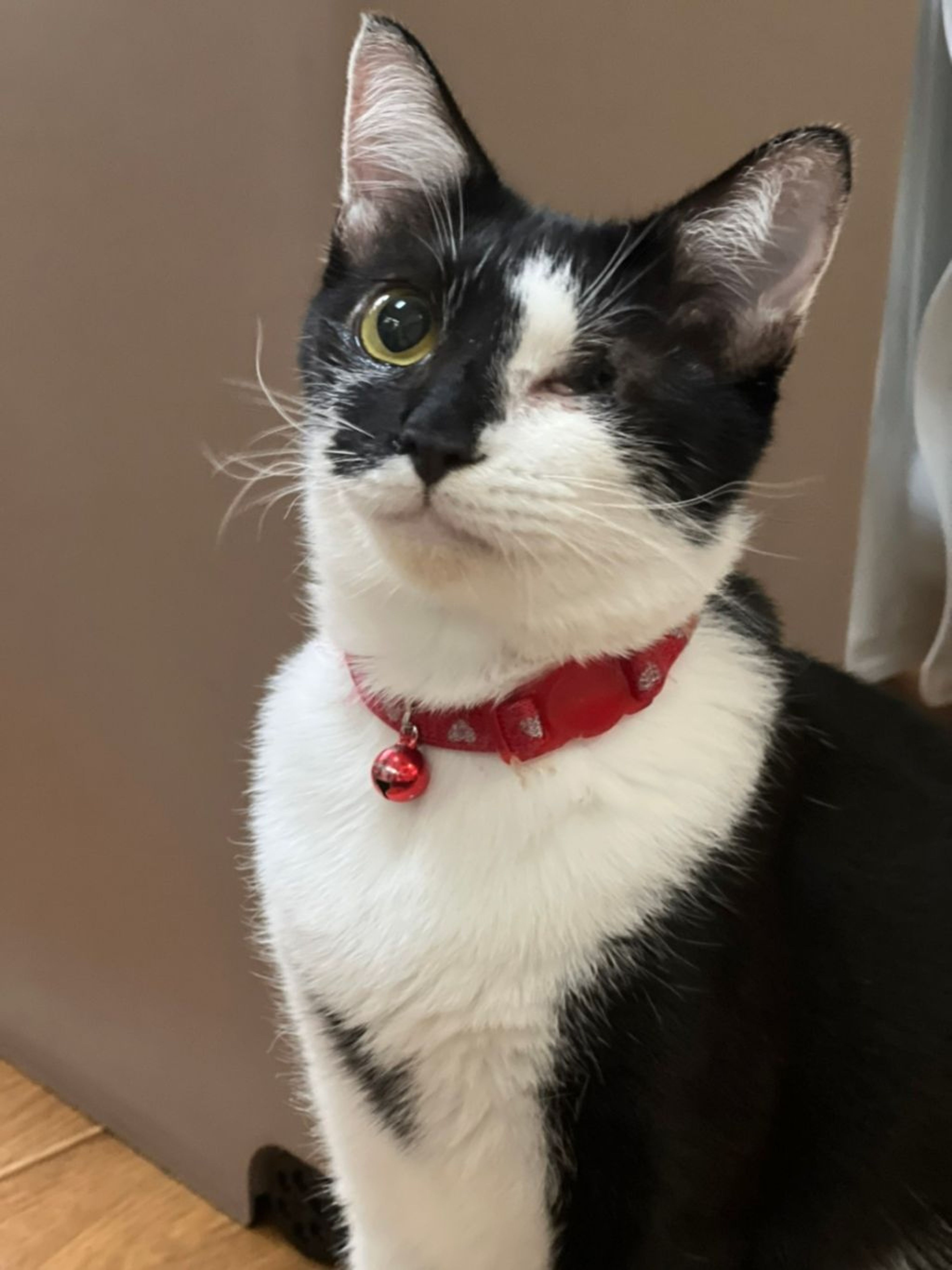 pet-image-4
