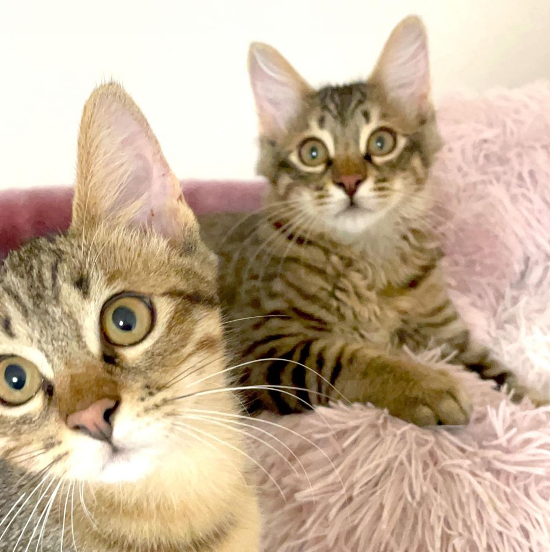 pet-image-7