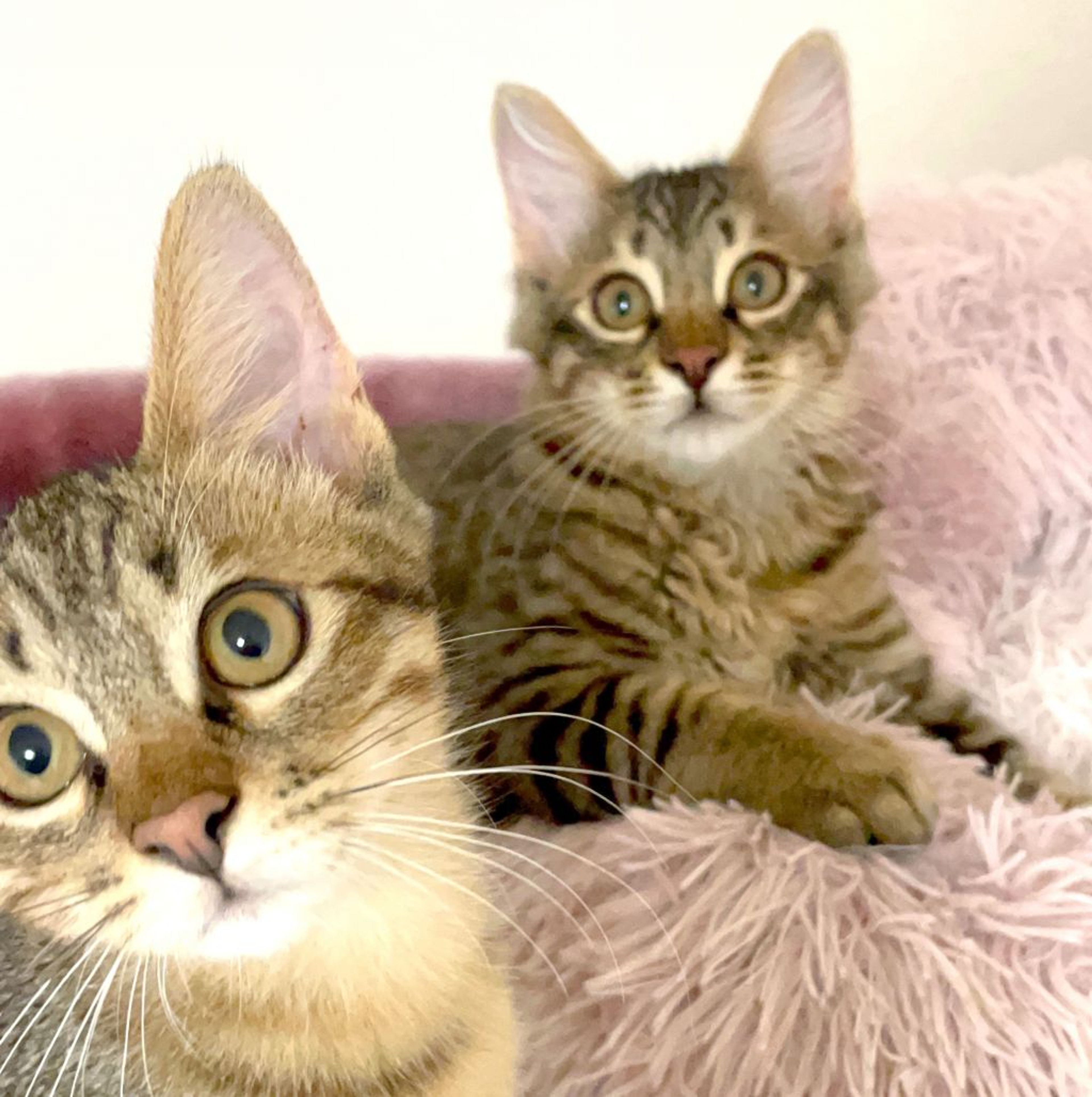 pet-image-7