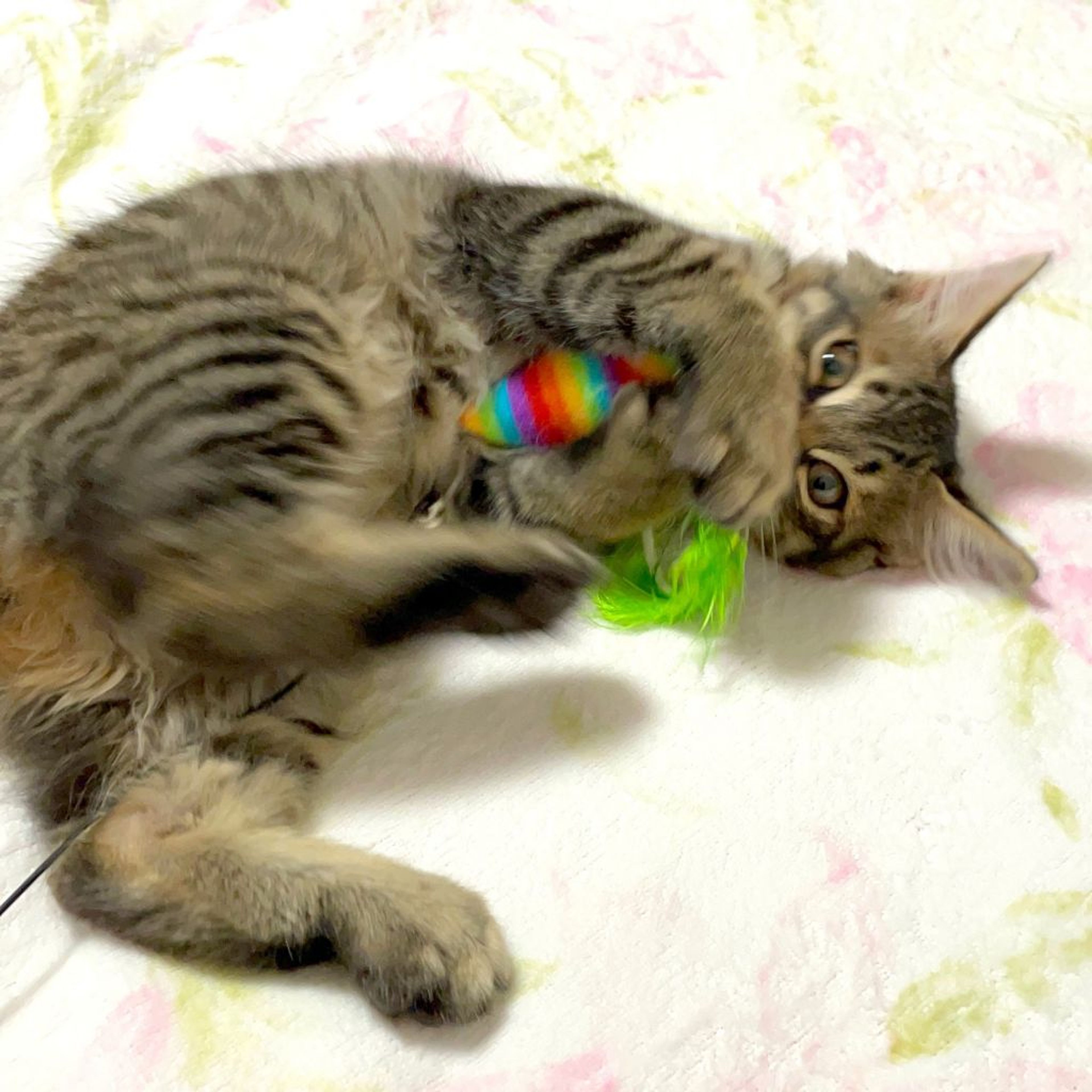 pet-image-8