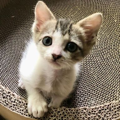 ミニーの写真