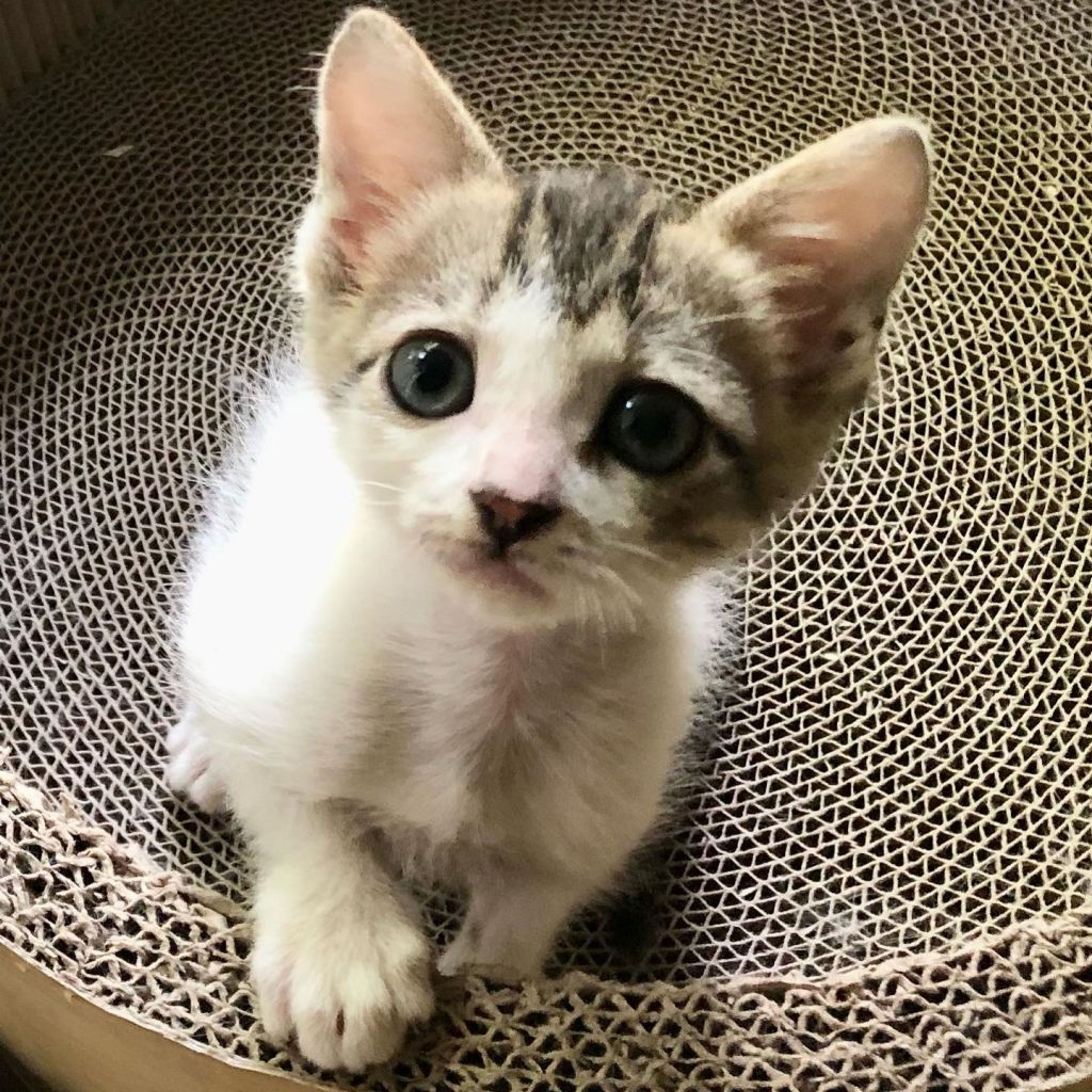 雑種（ミックス猫）・メスの里親募集の写真