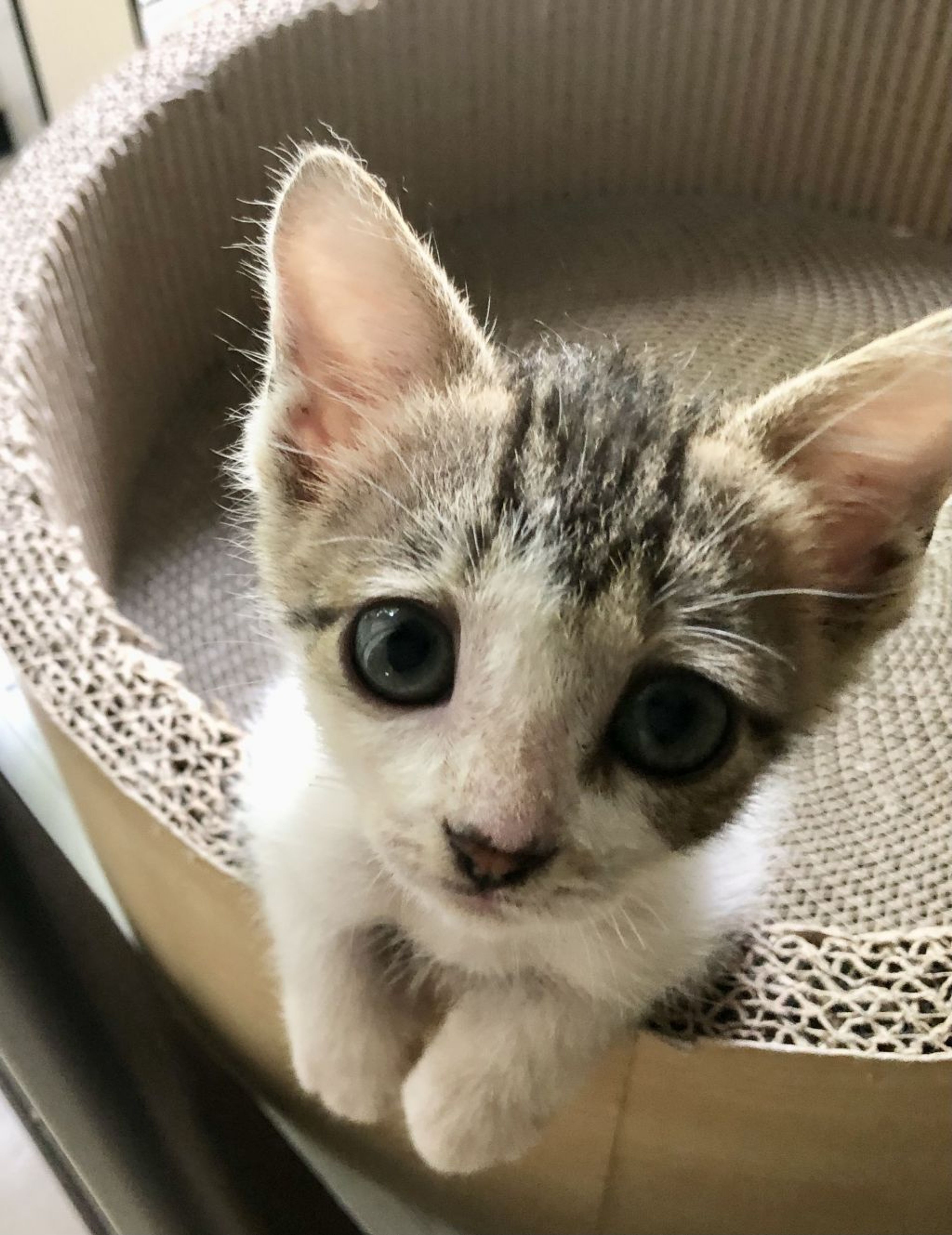 pet-image-2