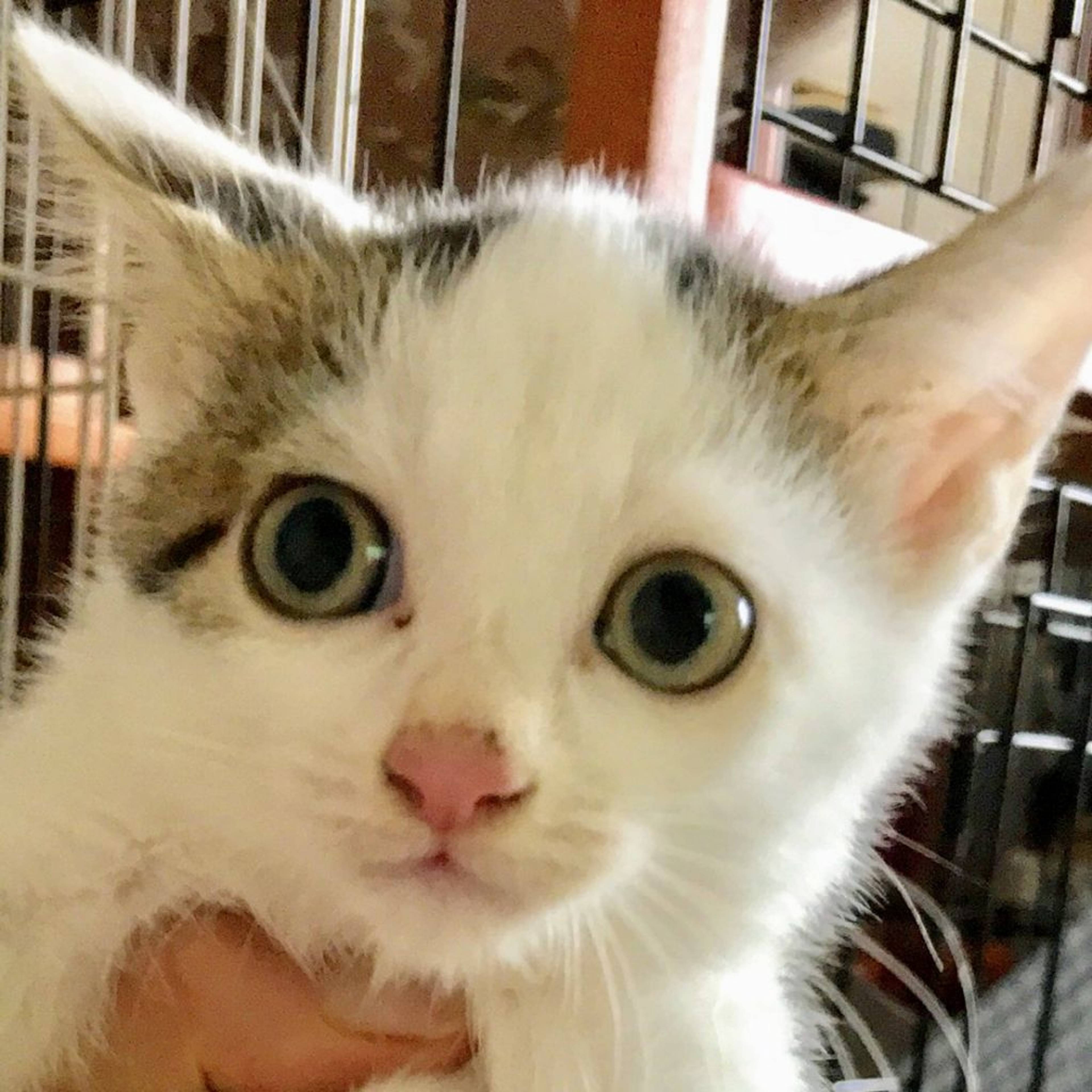 雑種（ミックス猫）・オスの里親募集の写真