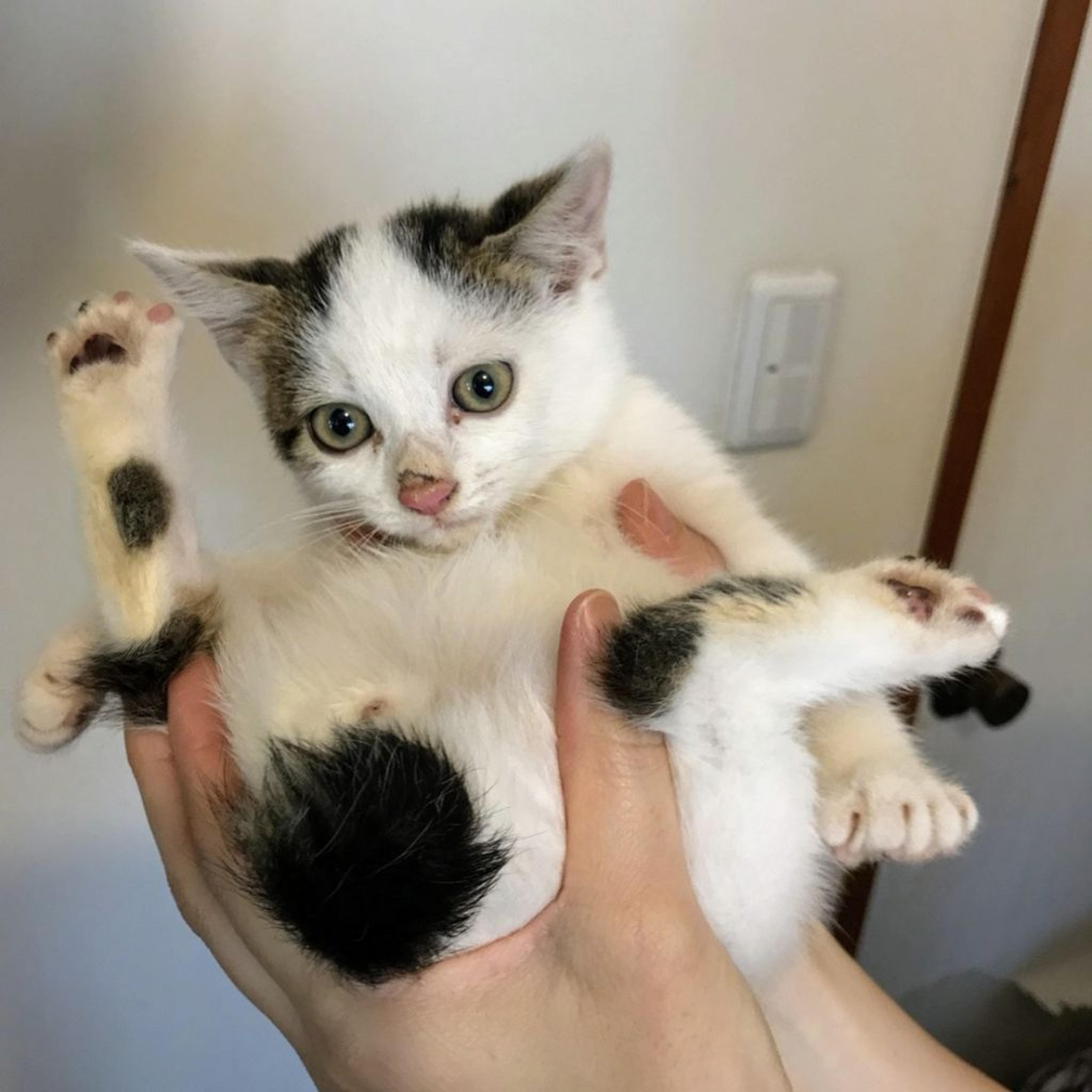 pet-image-2