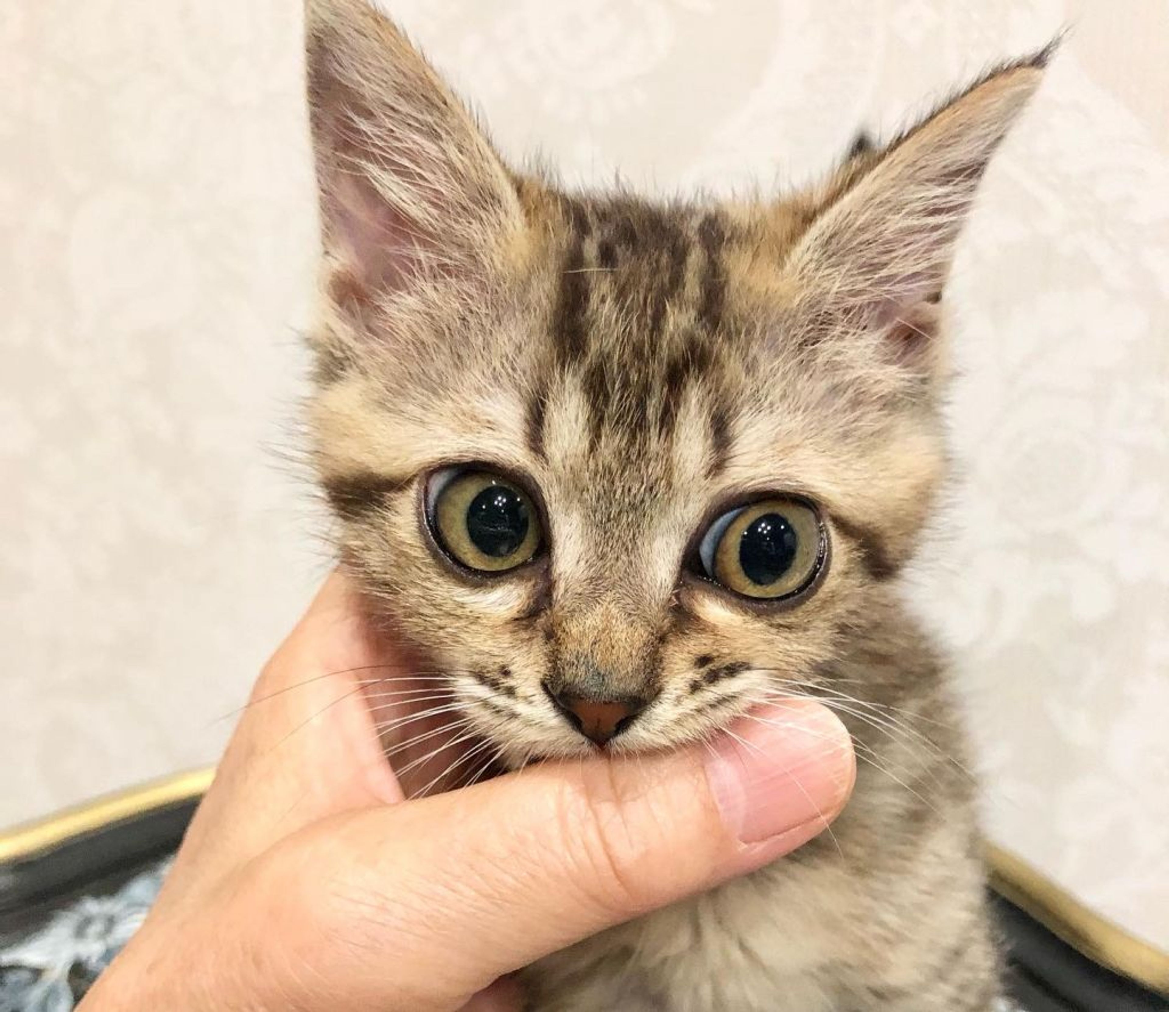 pet-image-3