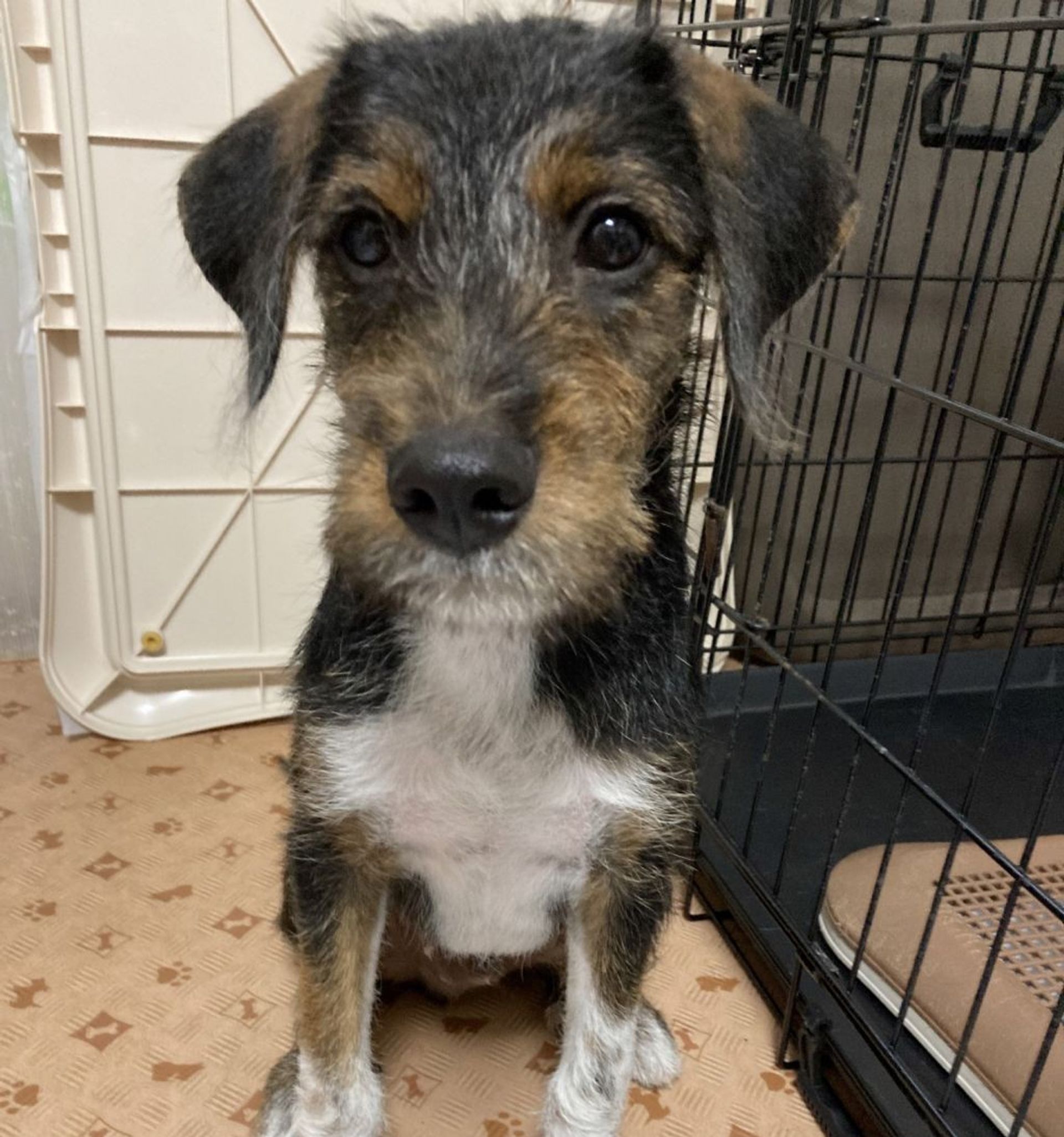 雑種（ミックス犬）・オスの里親募集の写真