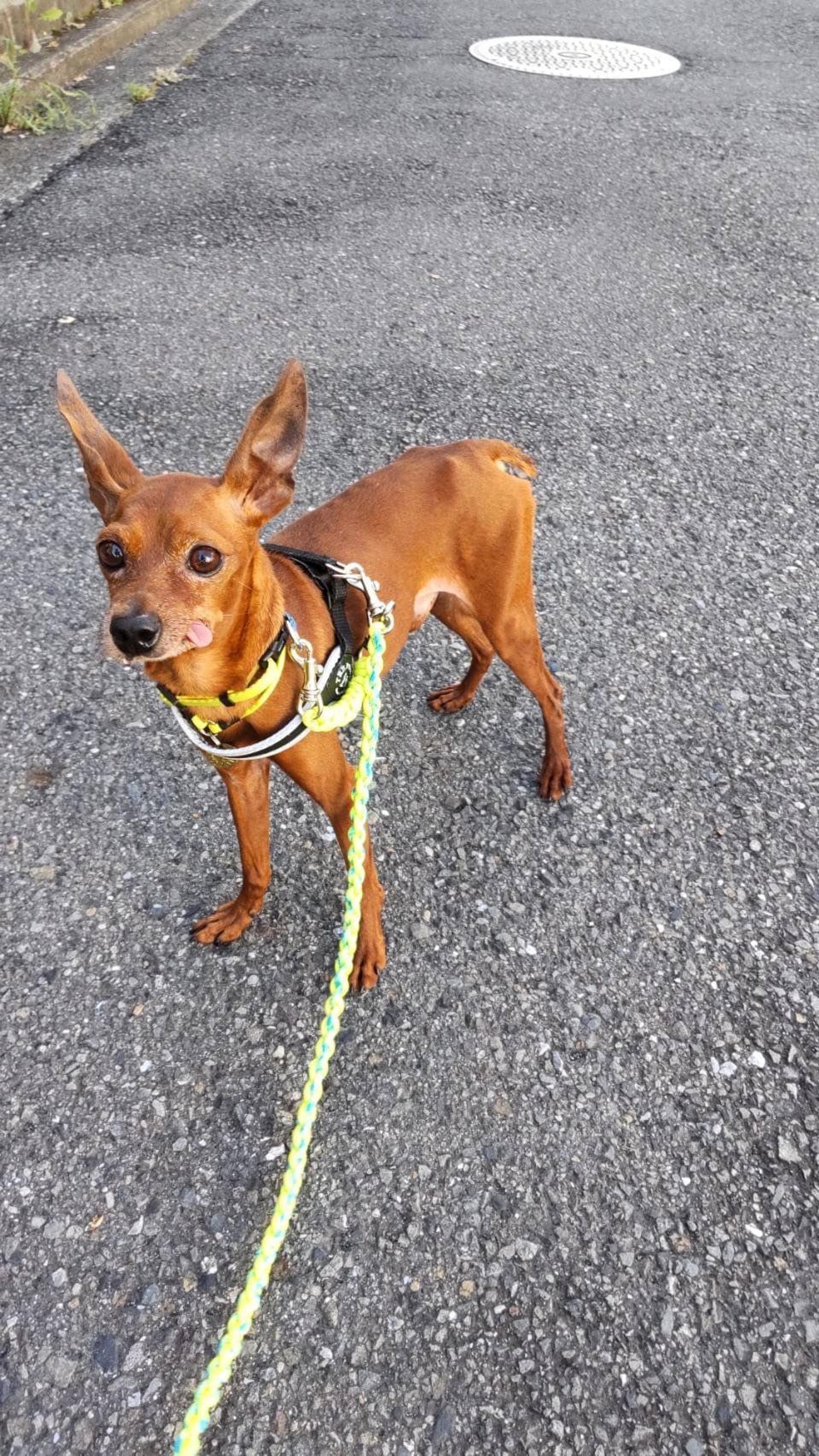pet-image-2