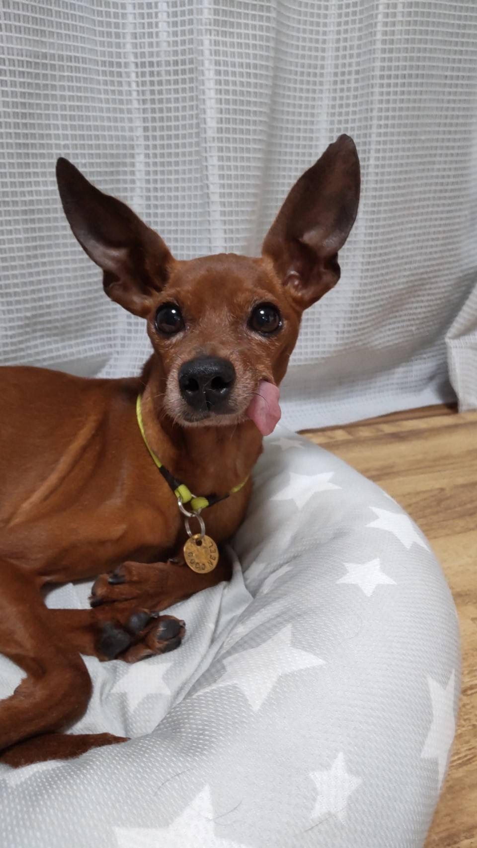 pet-image-4