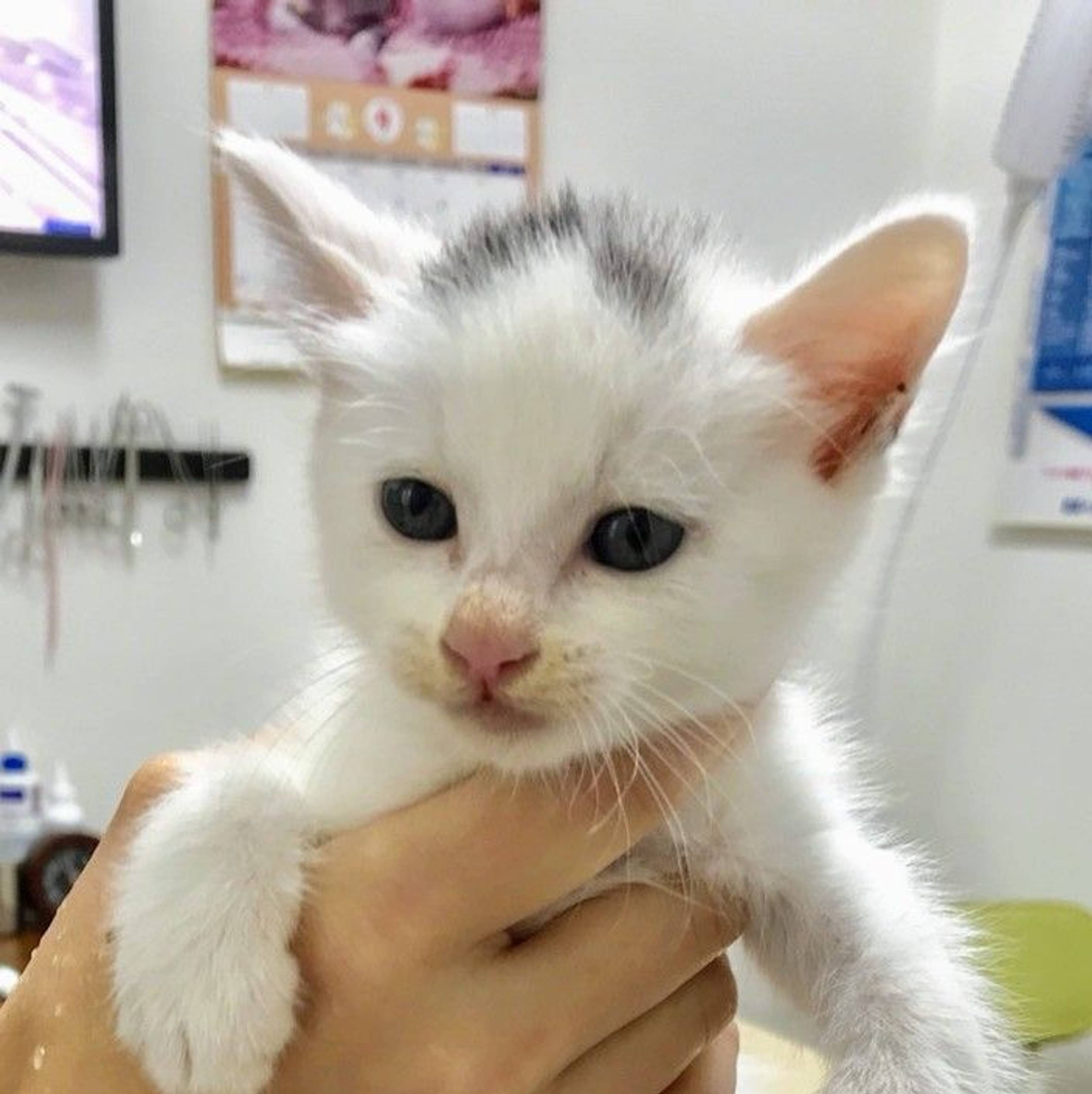 雑種（ミックス猫）・メスの里親募集の写真
