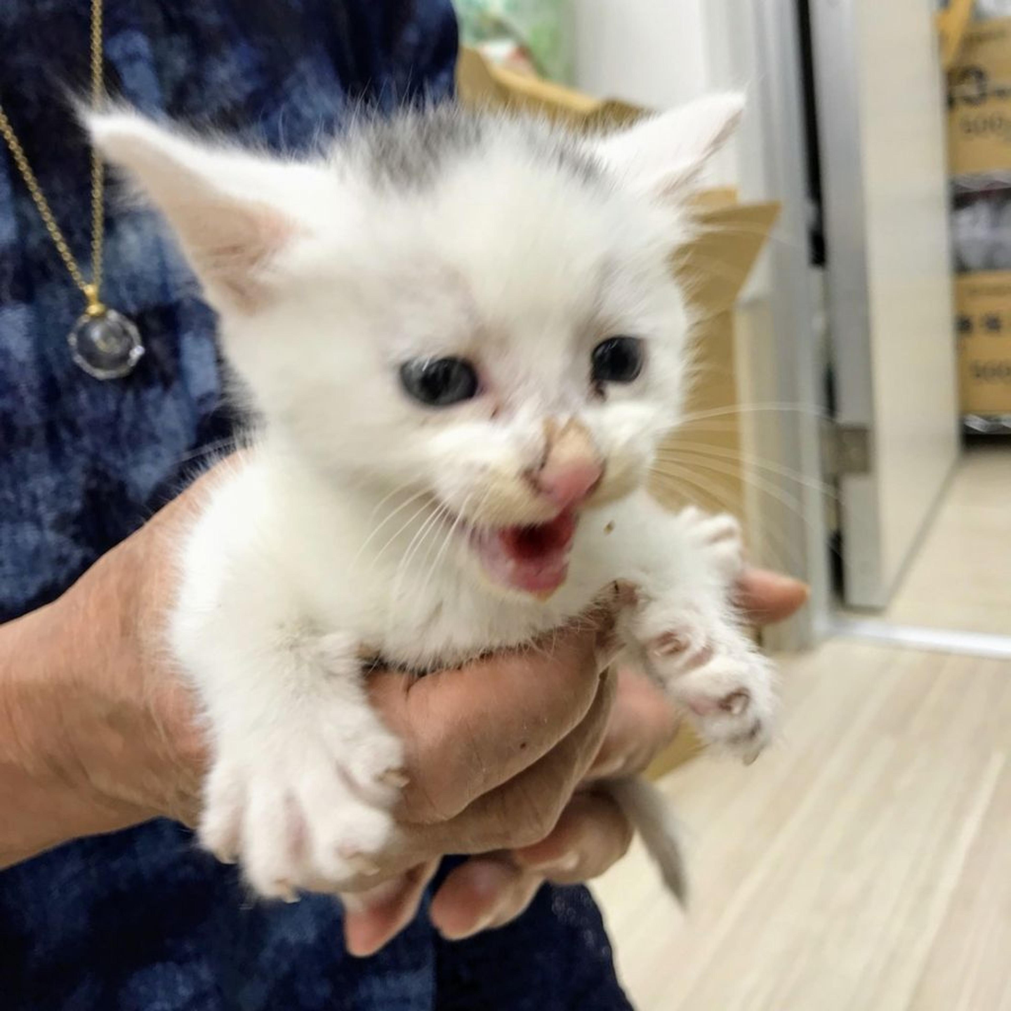 pet-image-2