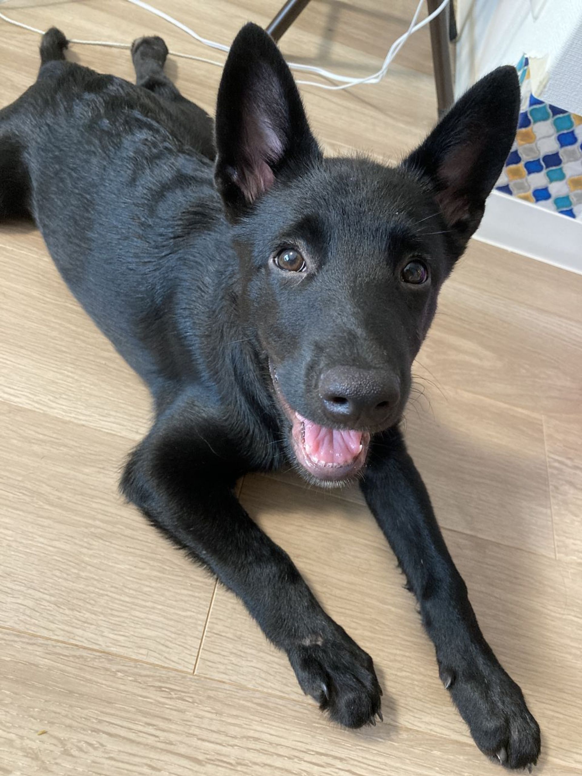 雑種（ミックス犬）・オスの里親募集の写真