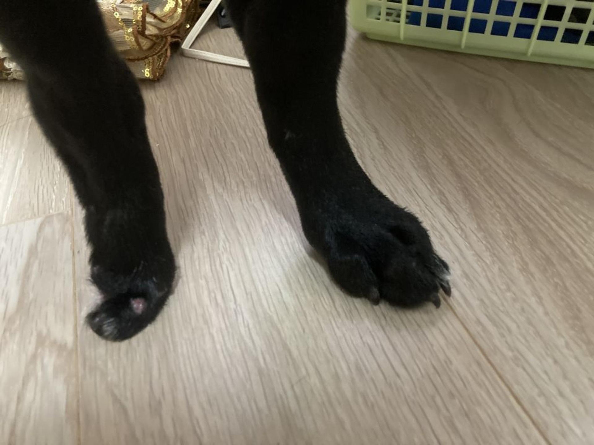 pet-image-2