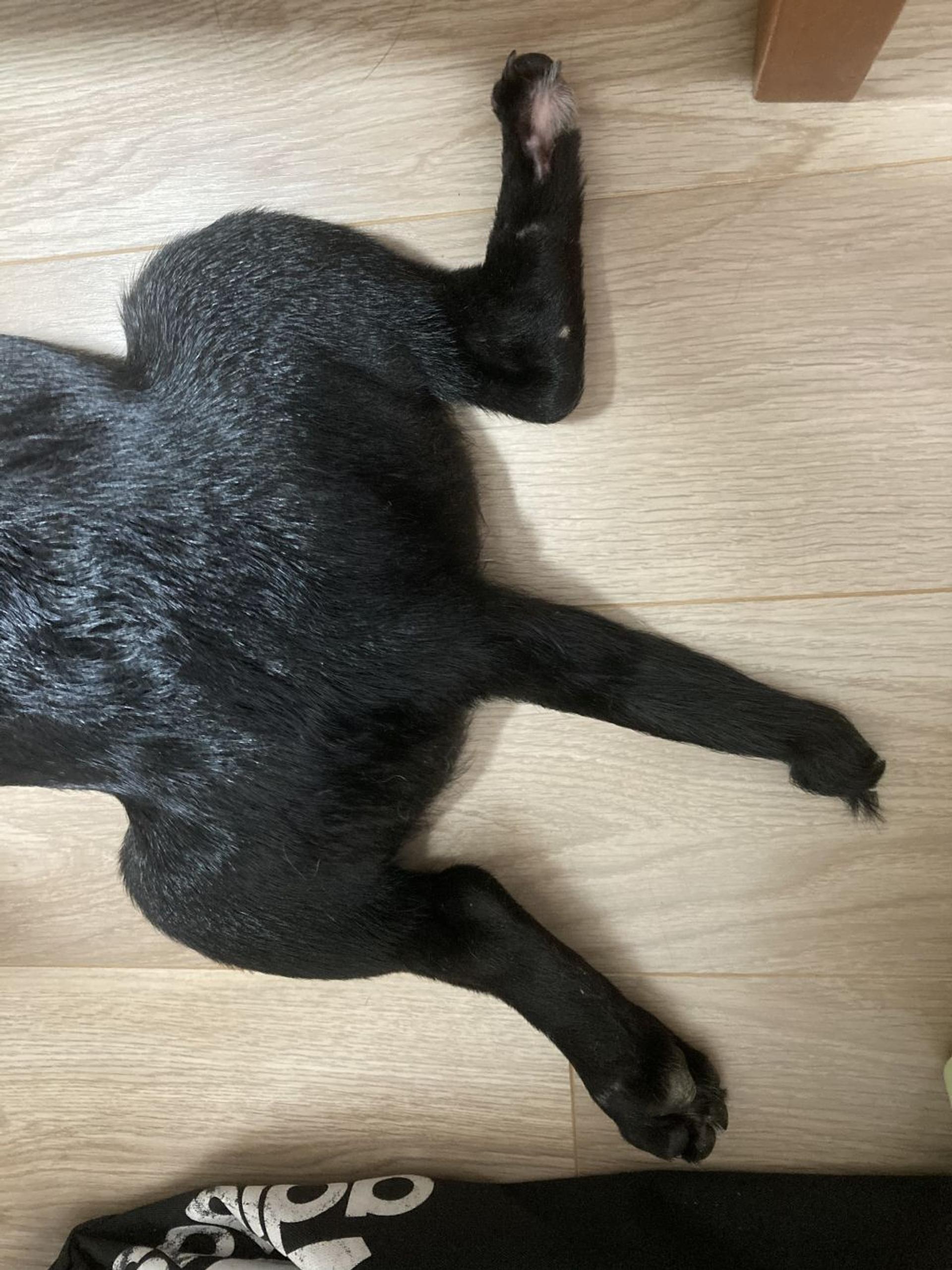 pet-image-4