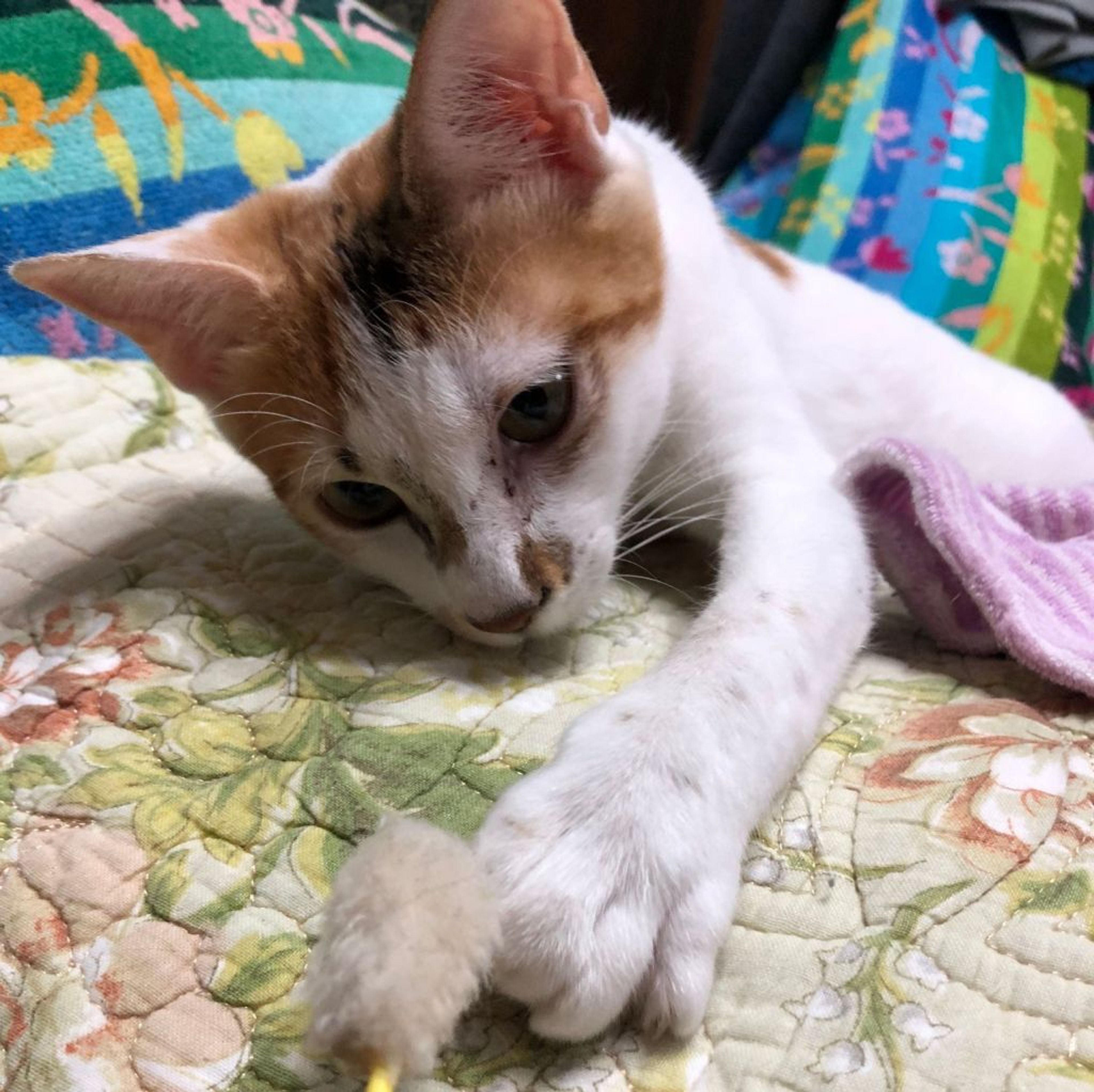 pet-image-6