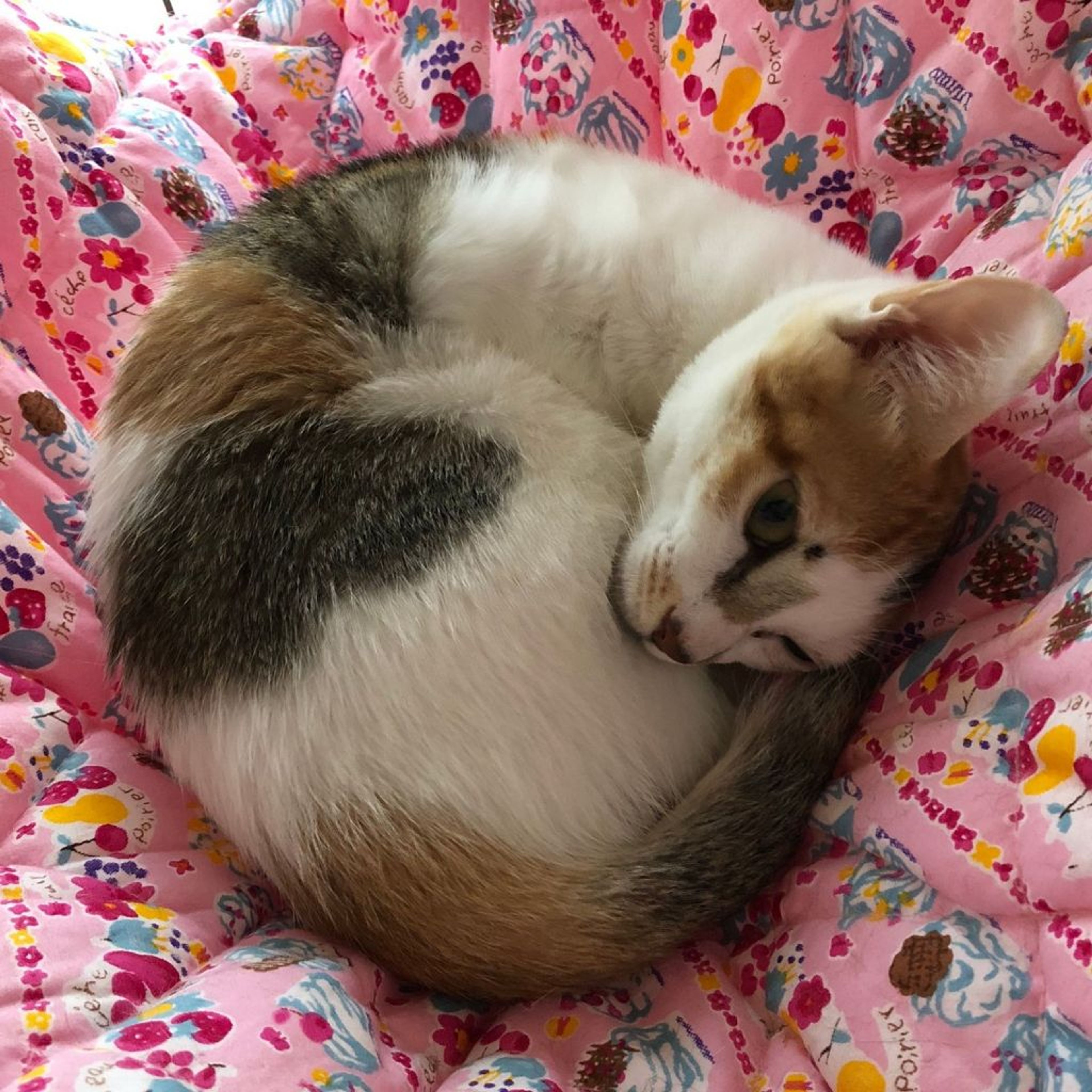 pet-image-7