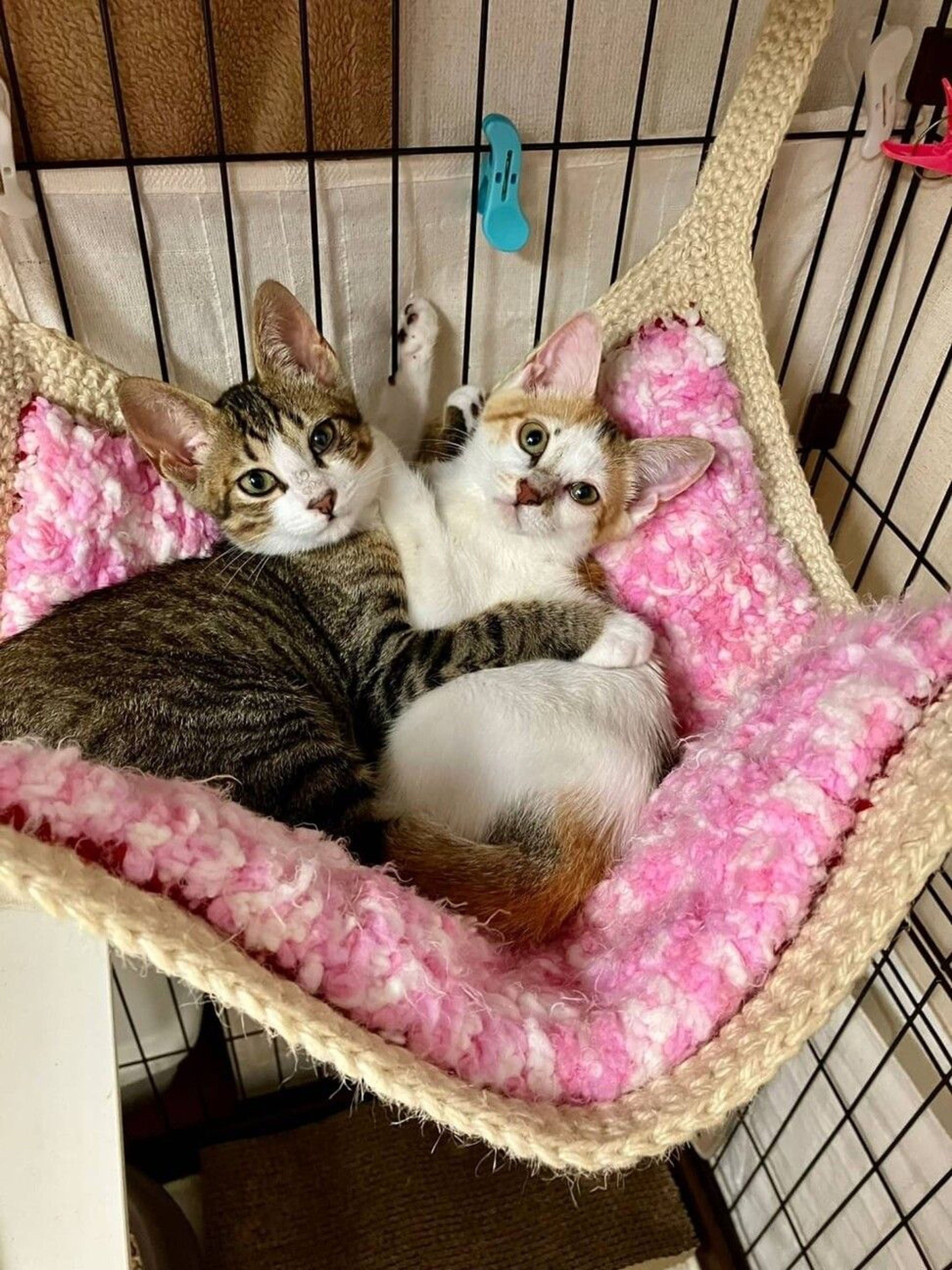 pet-image-9