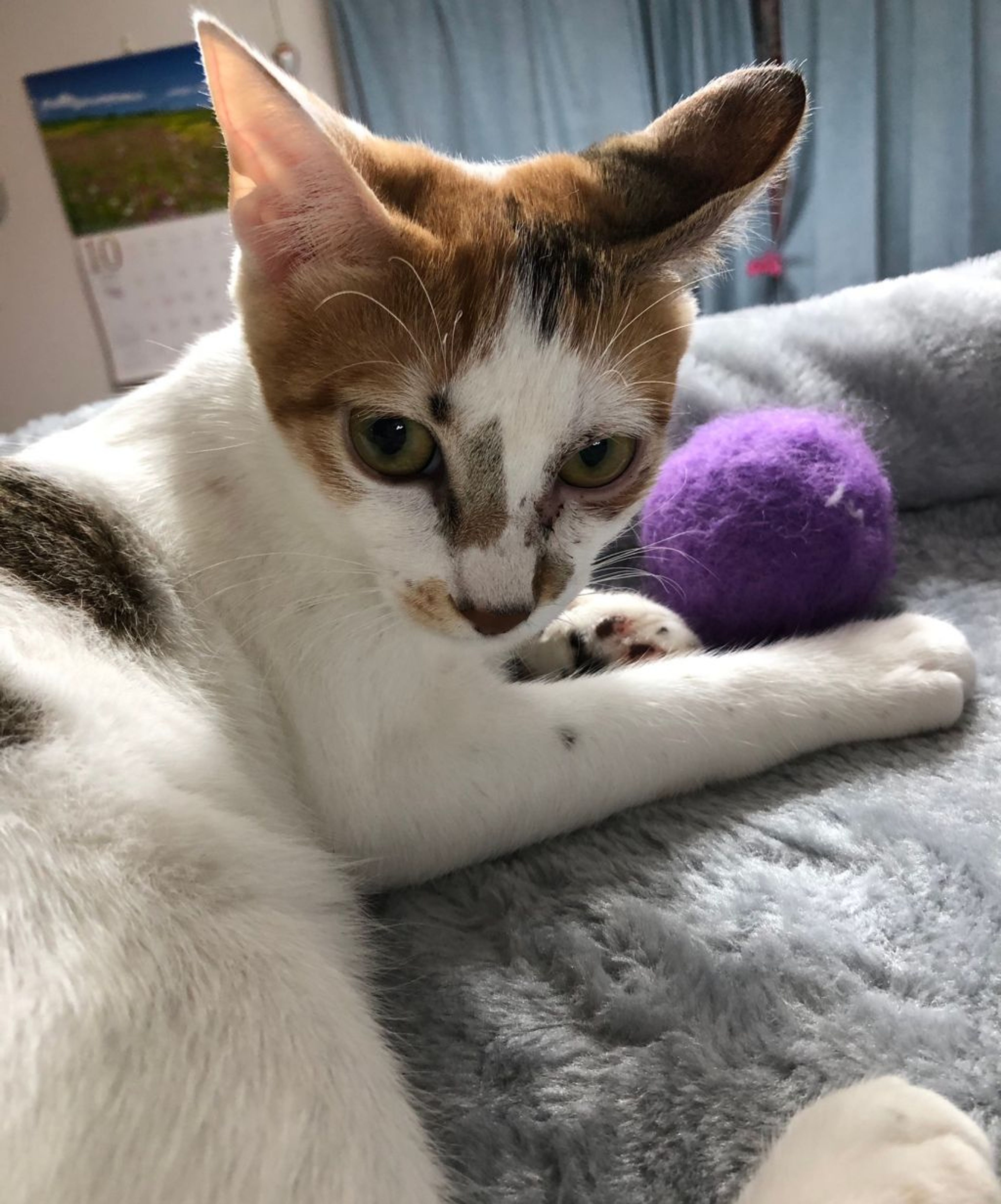 pet-image-3