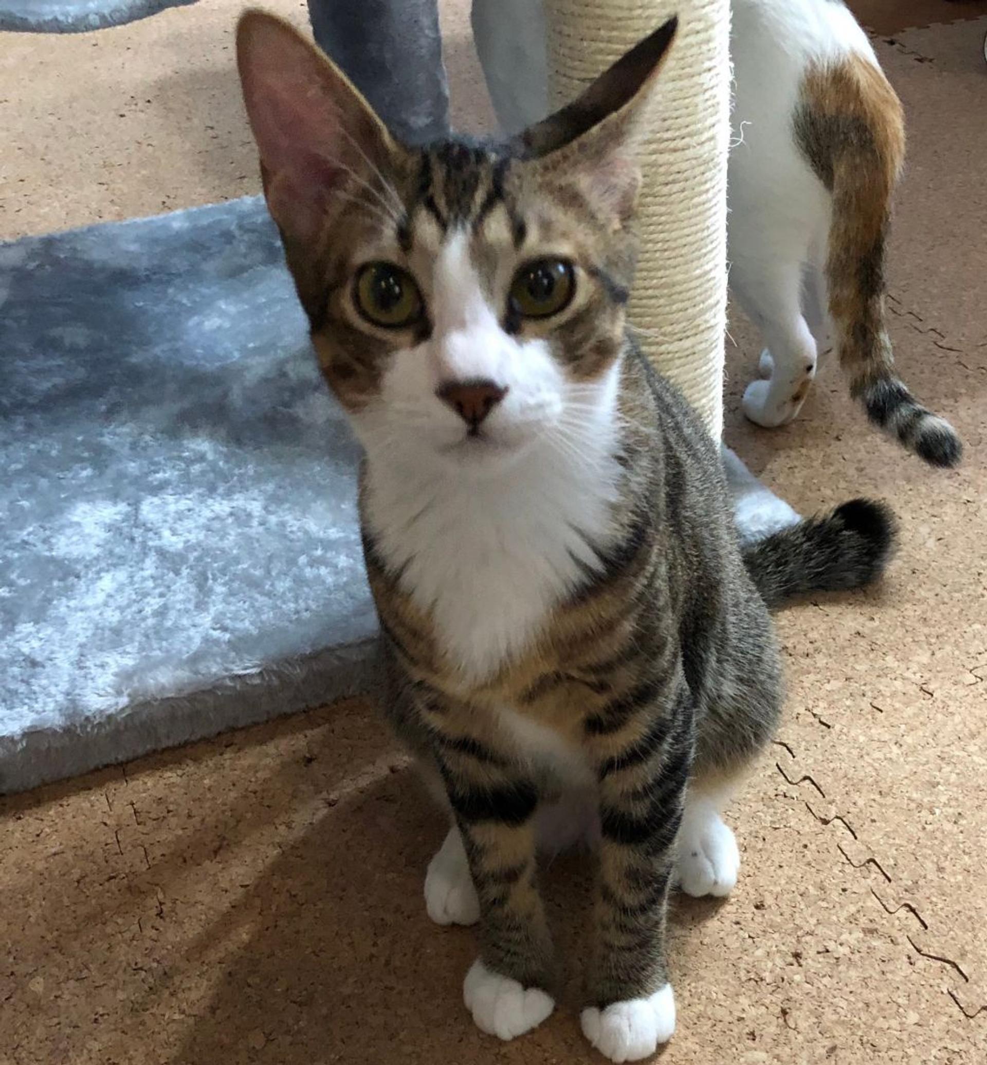 pet-image-3