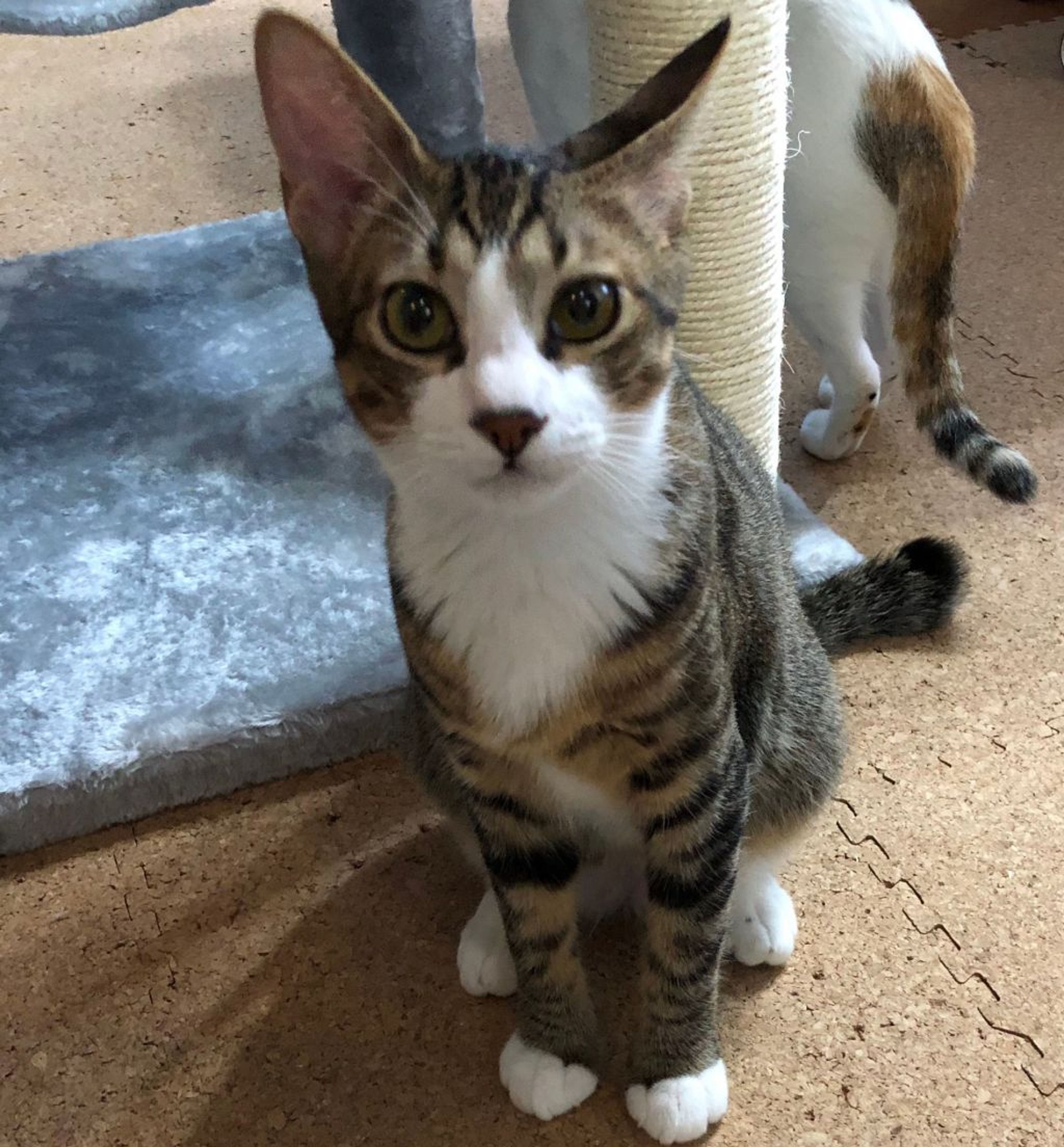 pet-image-3