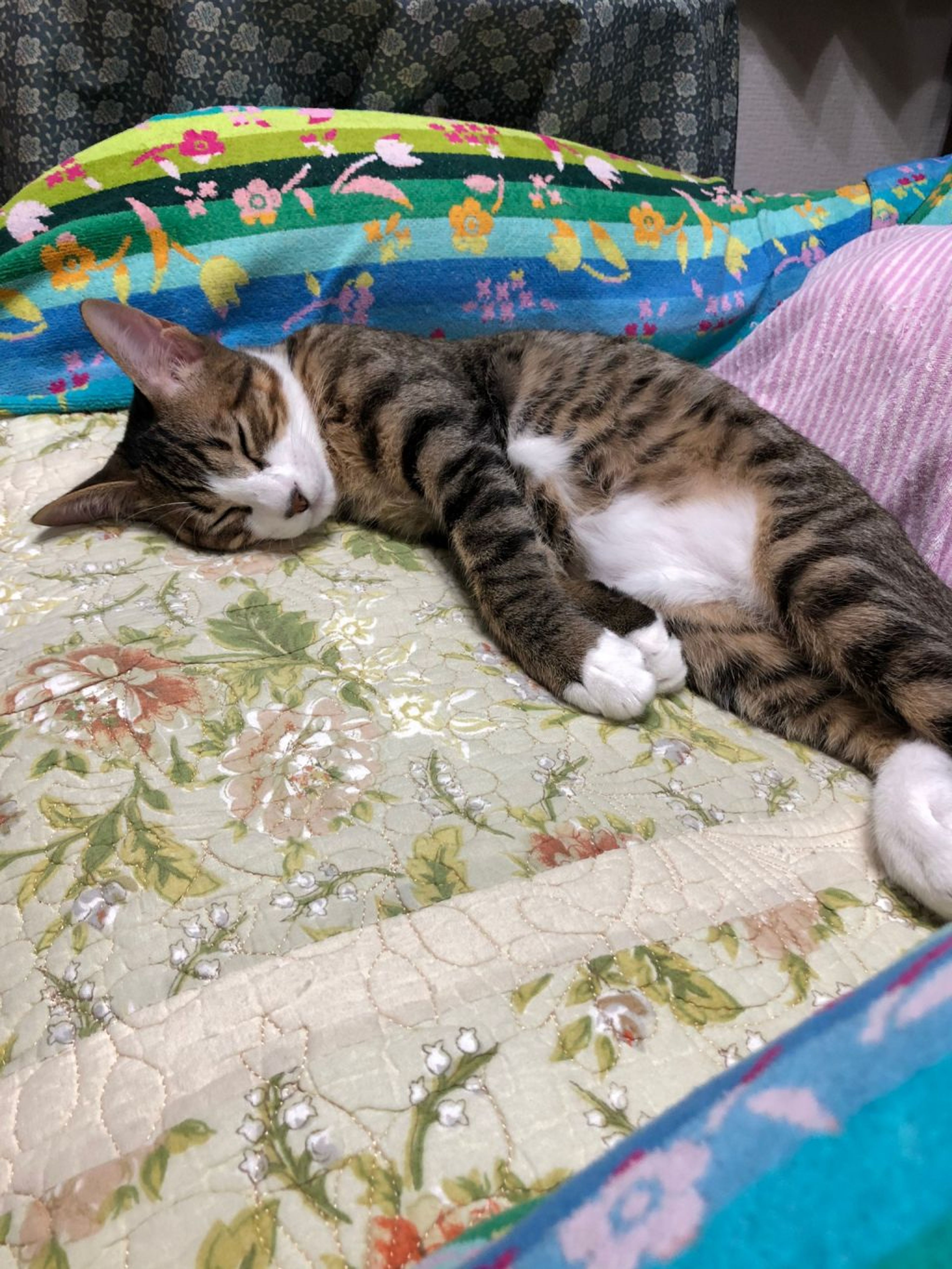 pet-image-4
