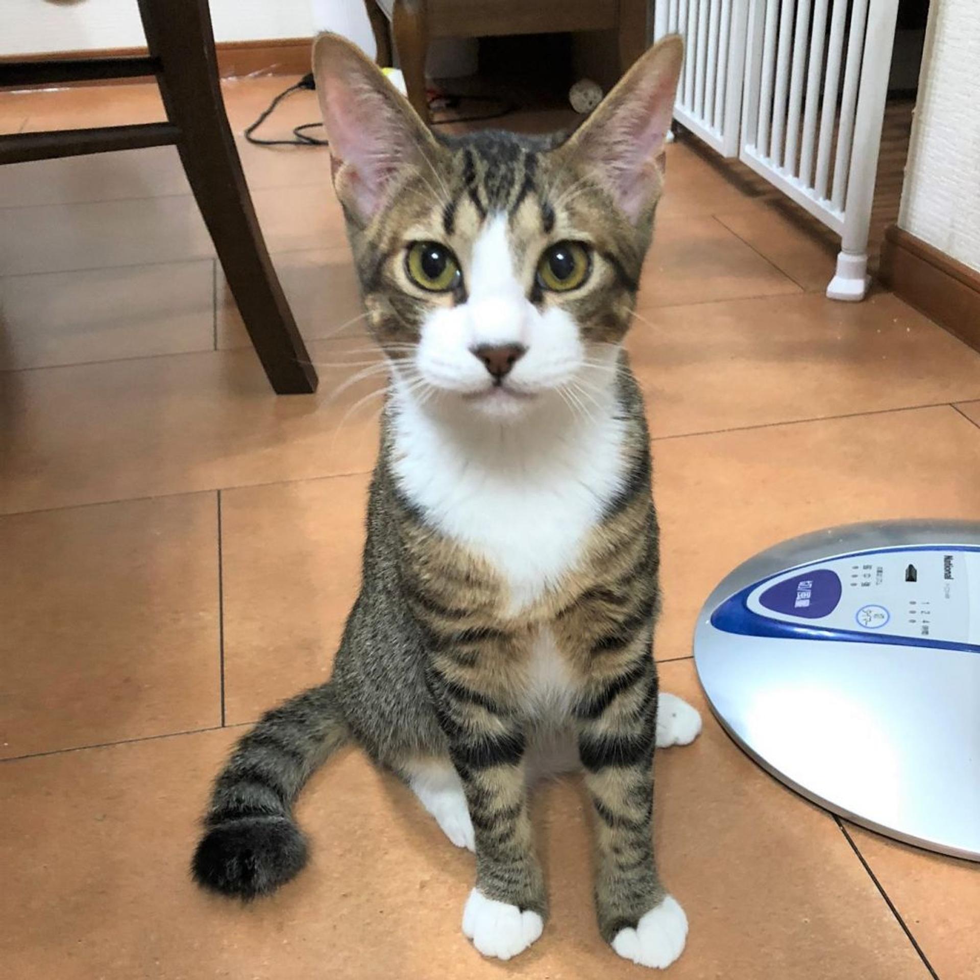 pet-image-5