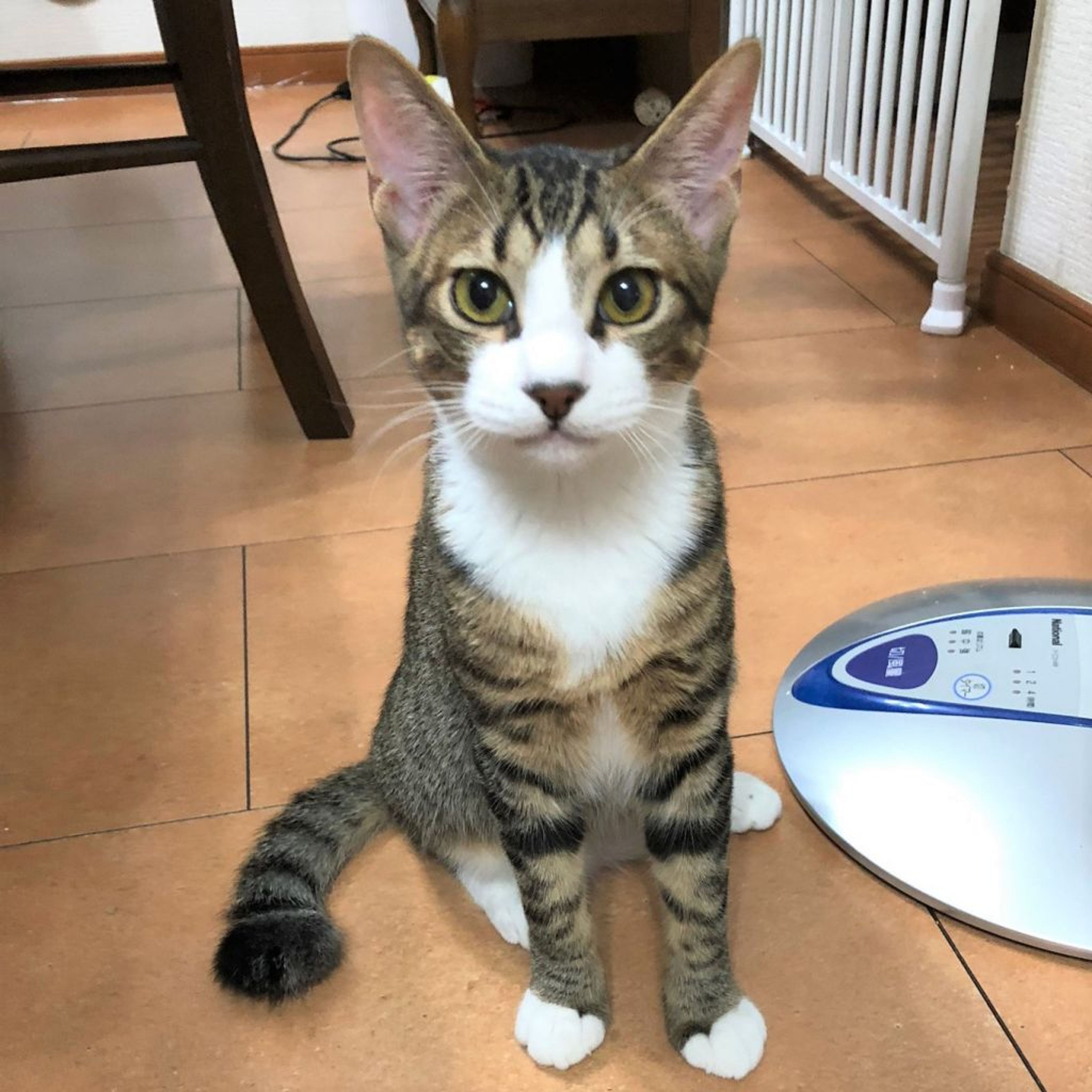 pet-image-5