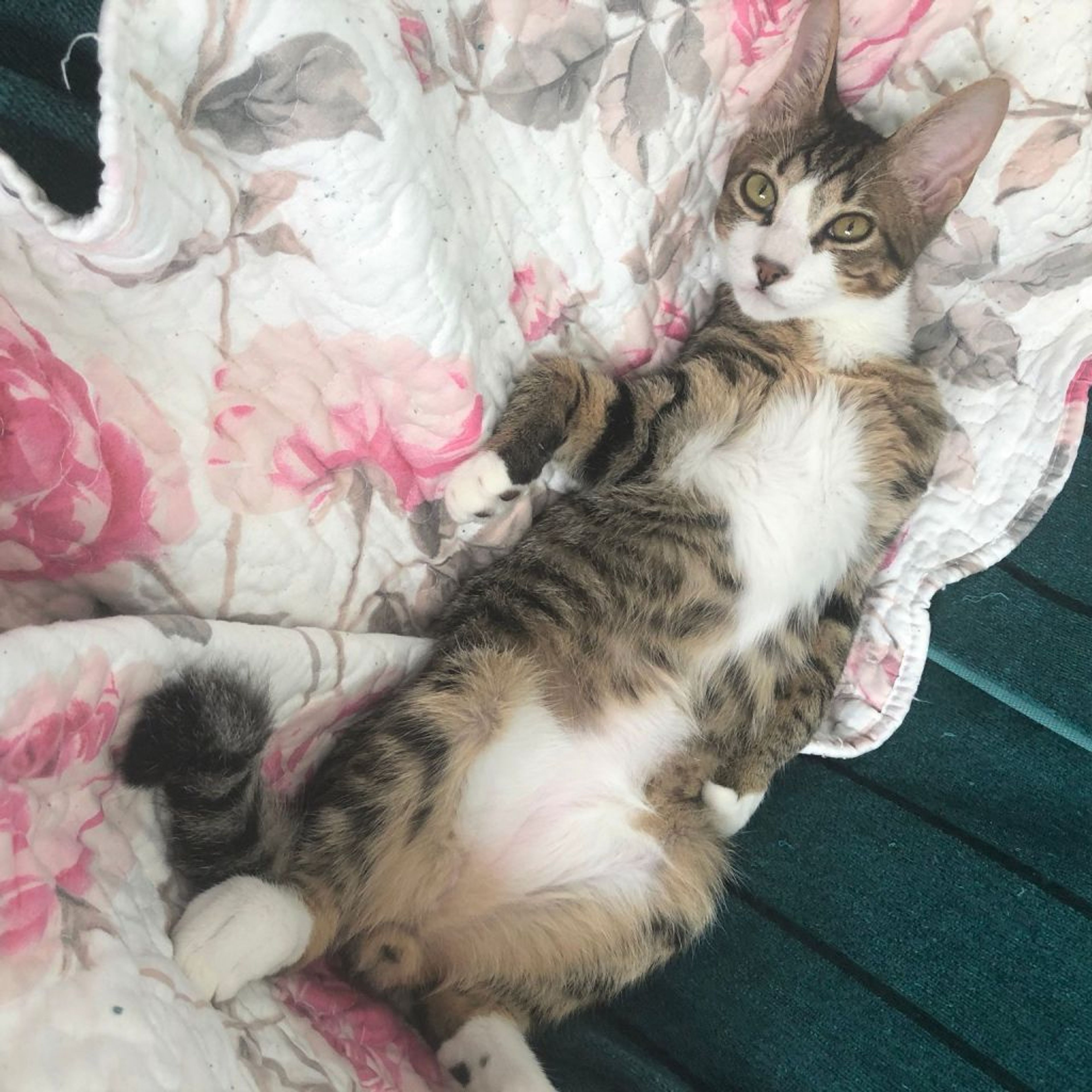 pet-image-7
