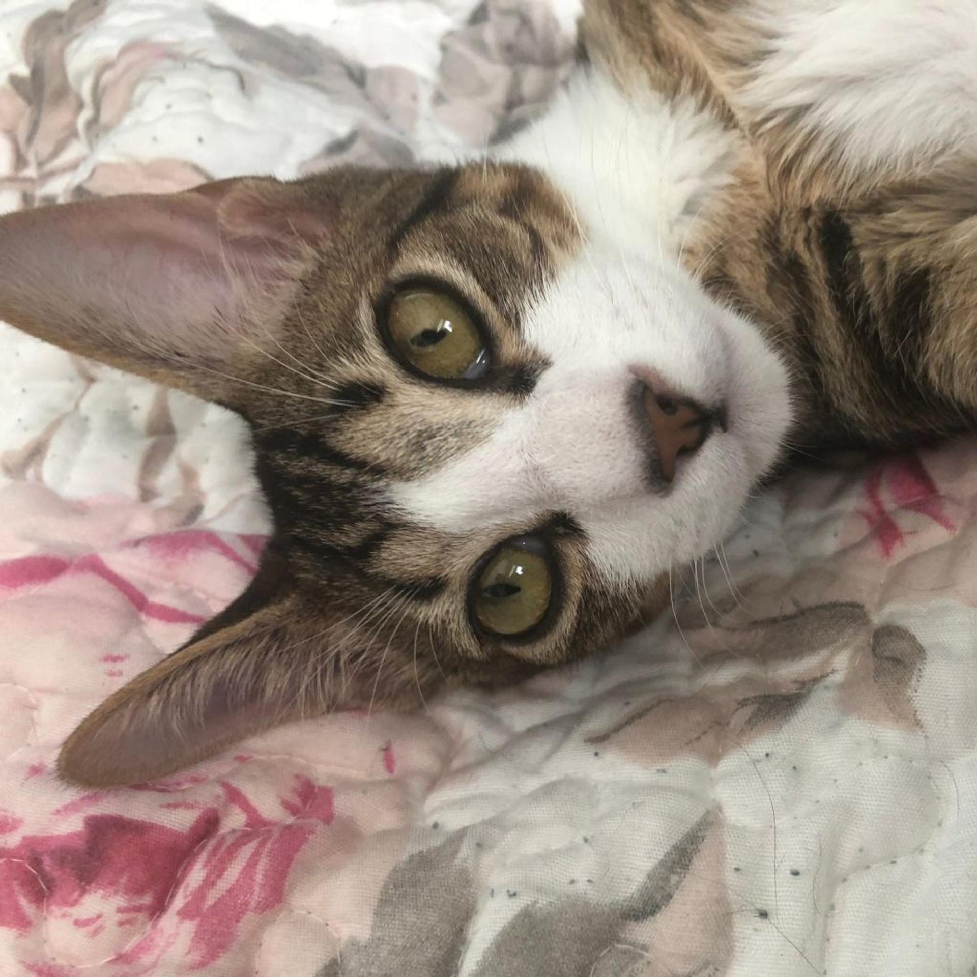 pet-image-8