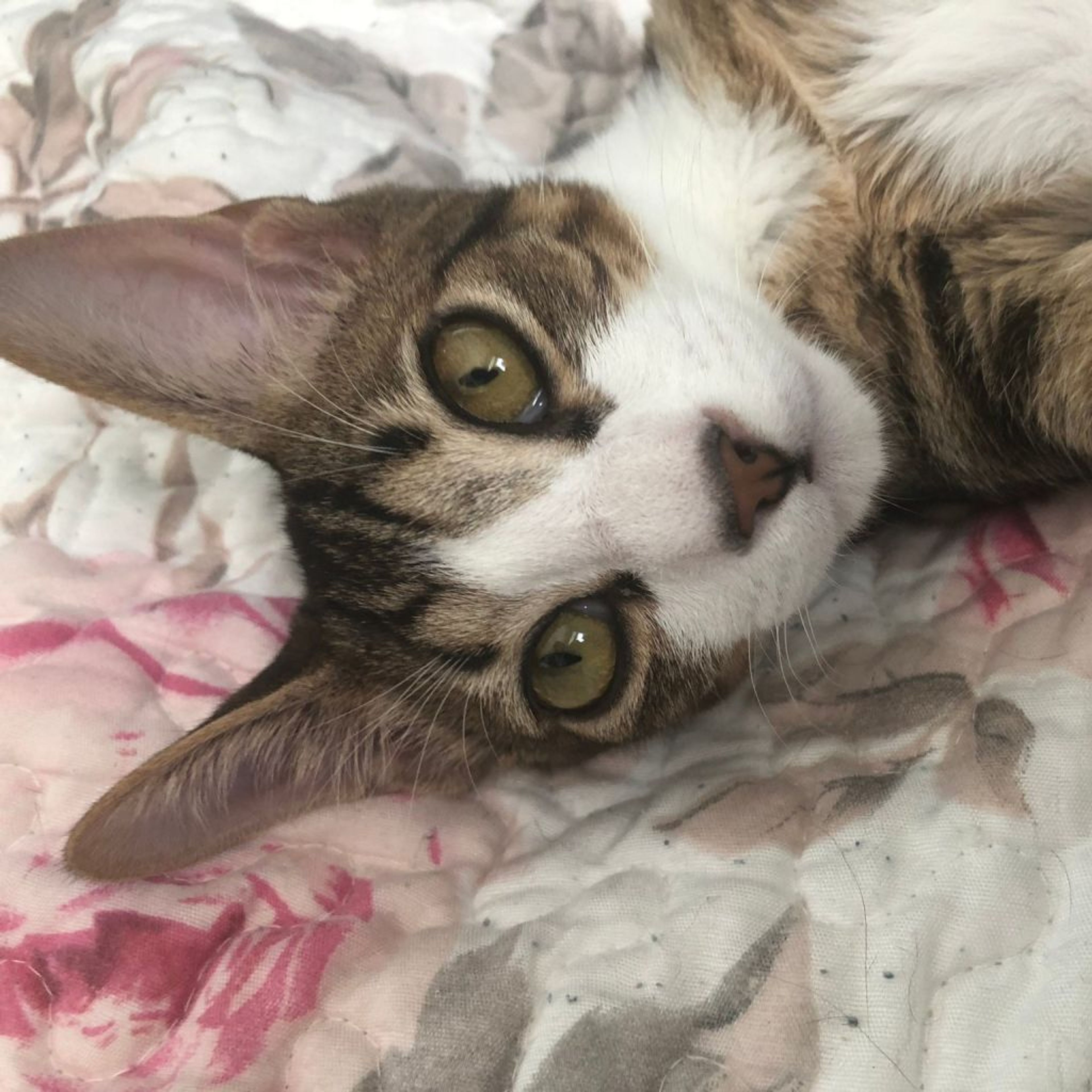 pet-image-8