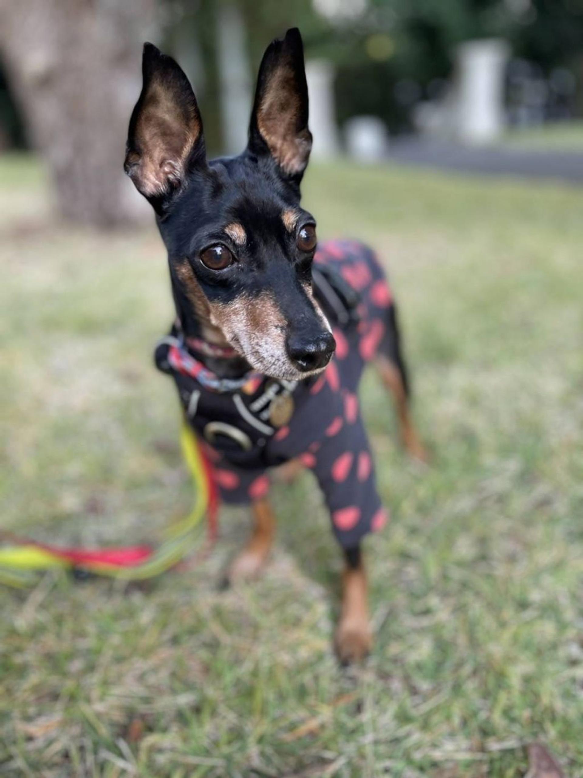 pet-image-2