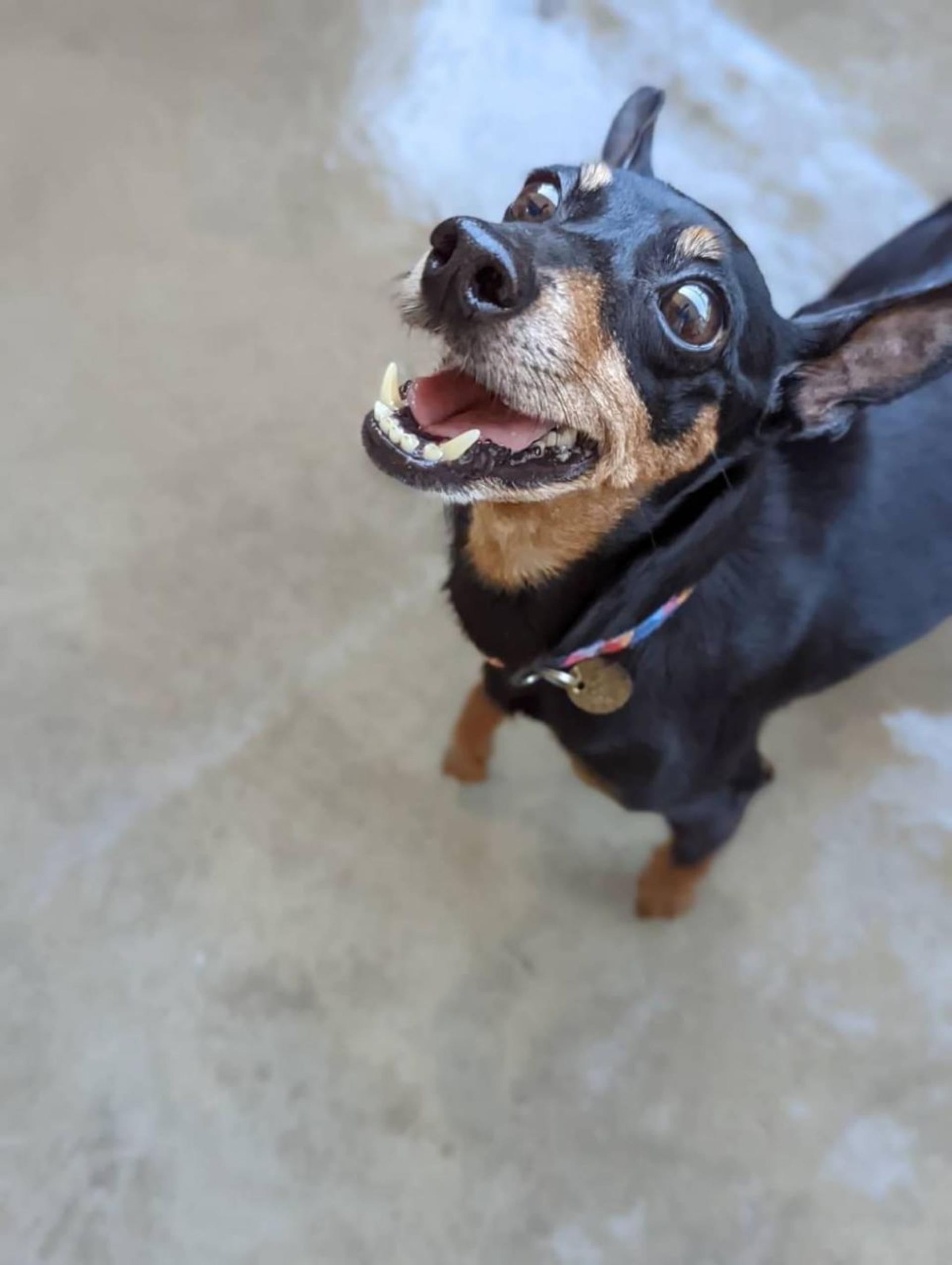 pet-image-5