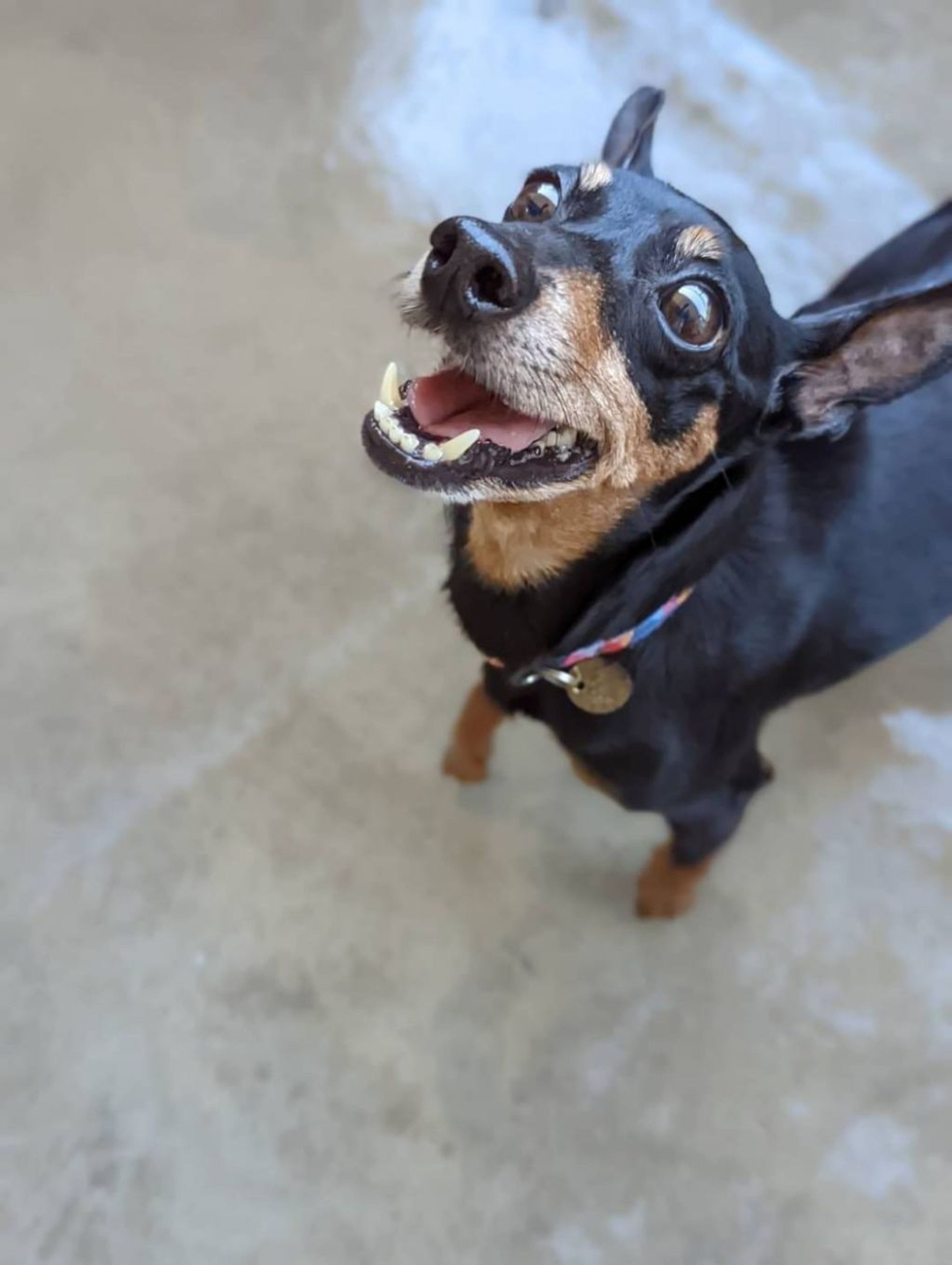 pet-image-5