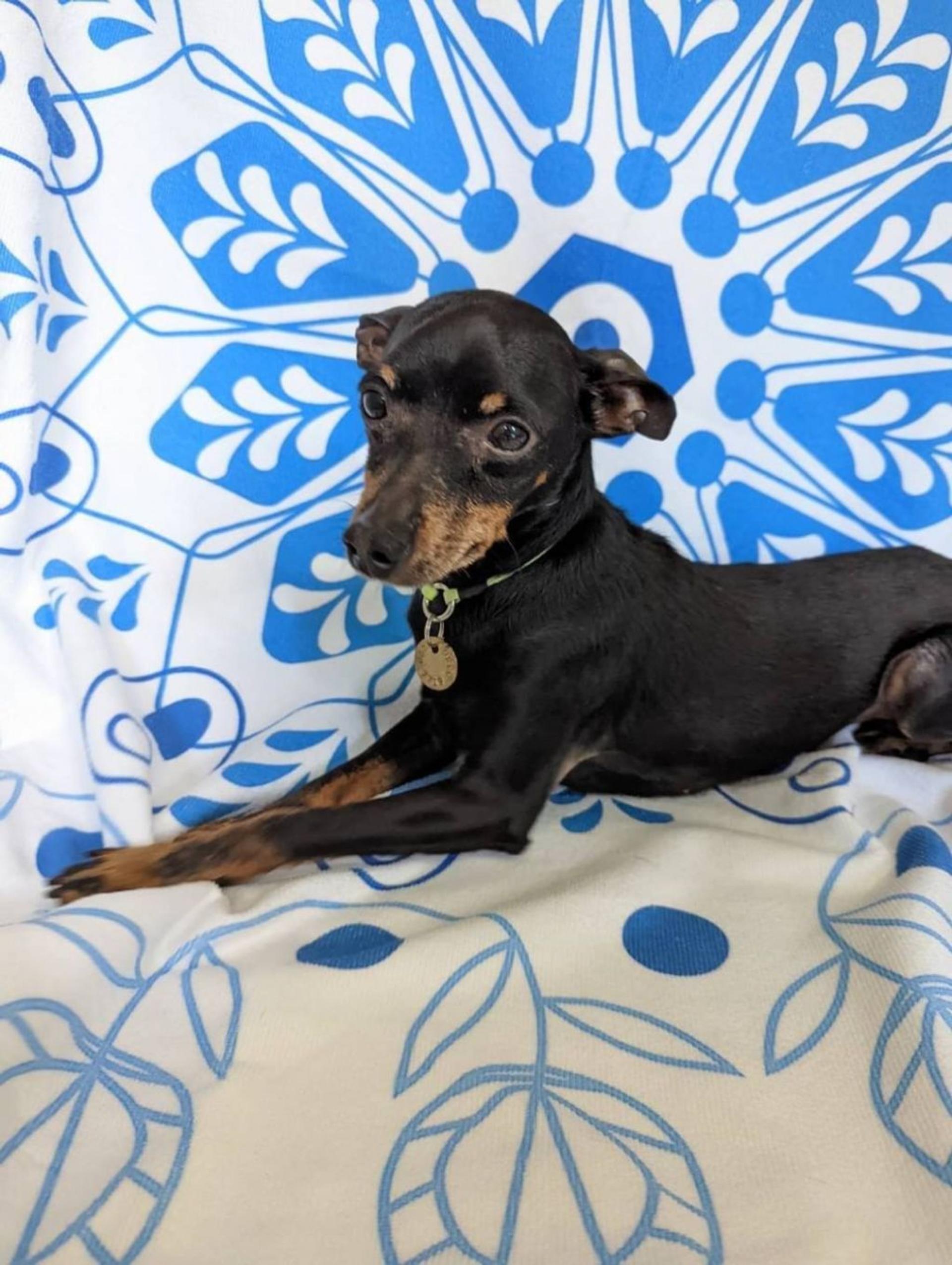 pet-image-2