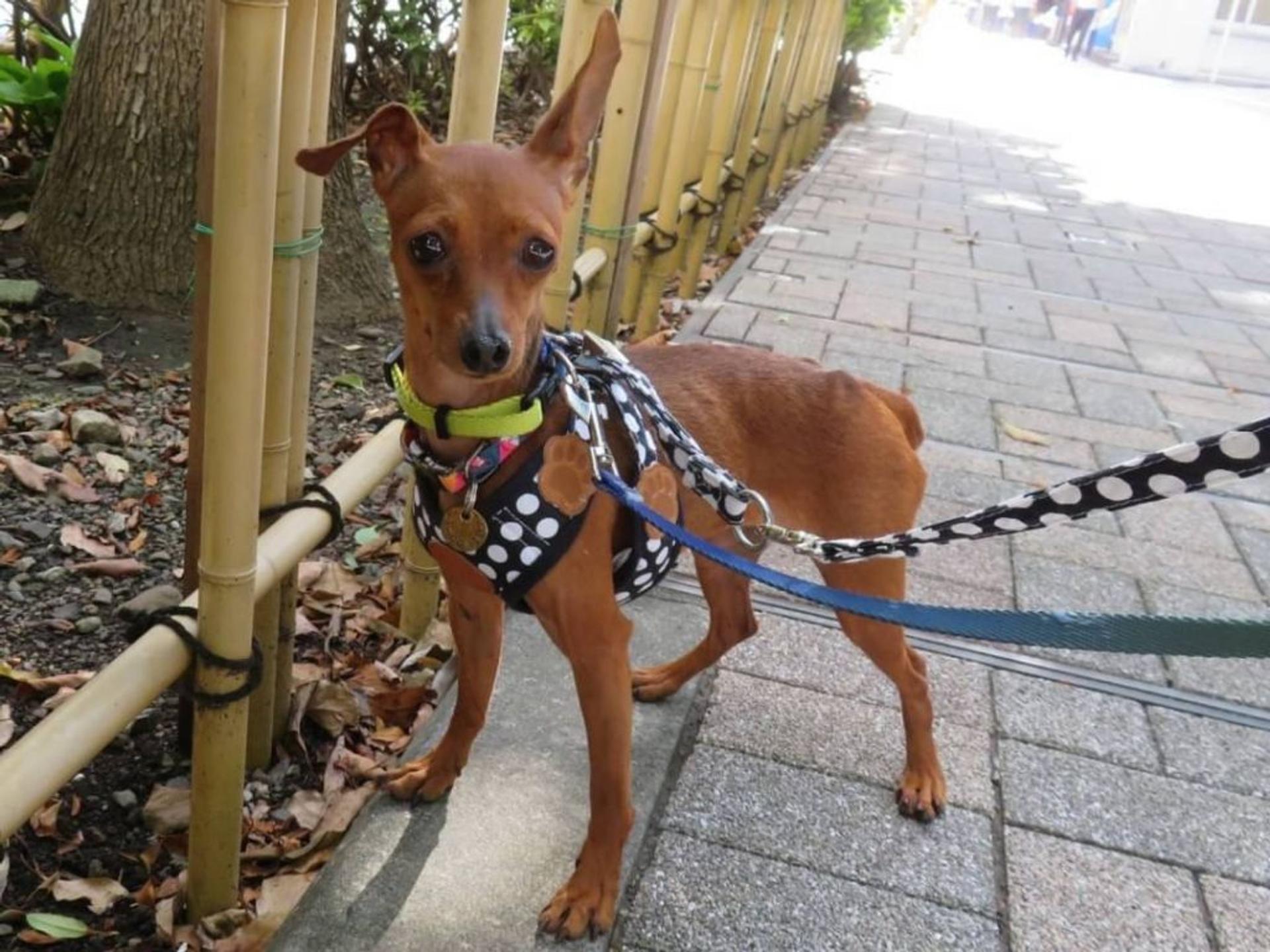 pet-image-2