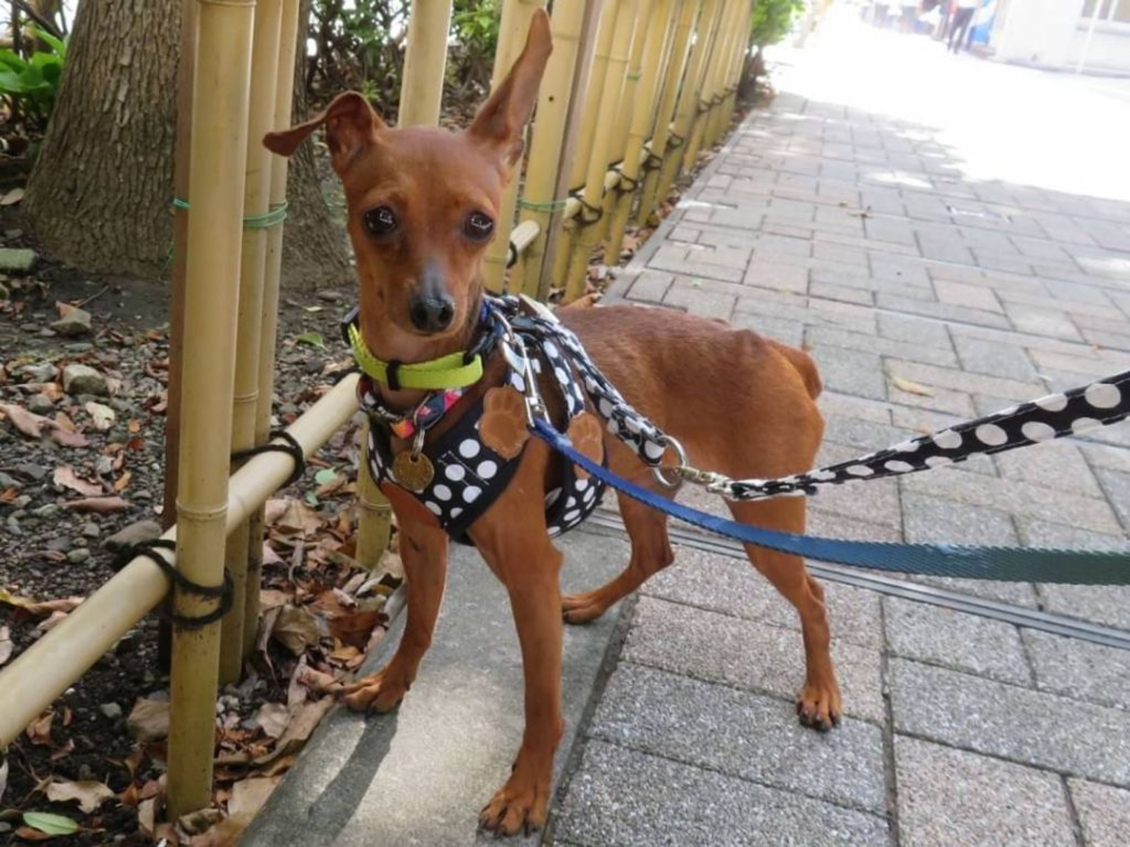 pet-image-2