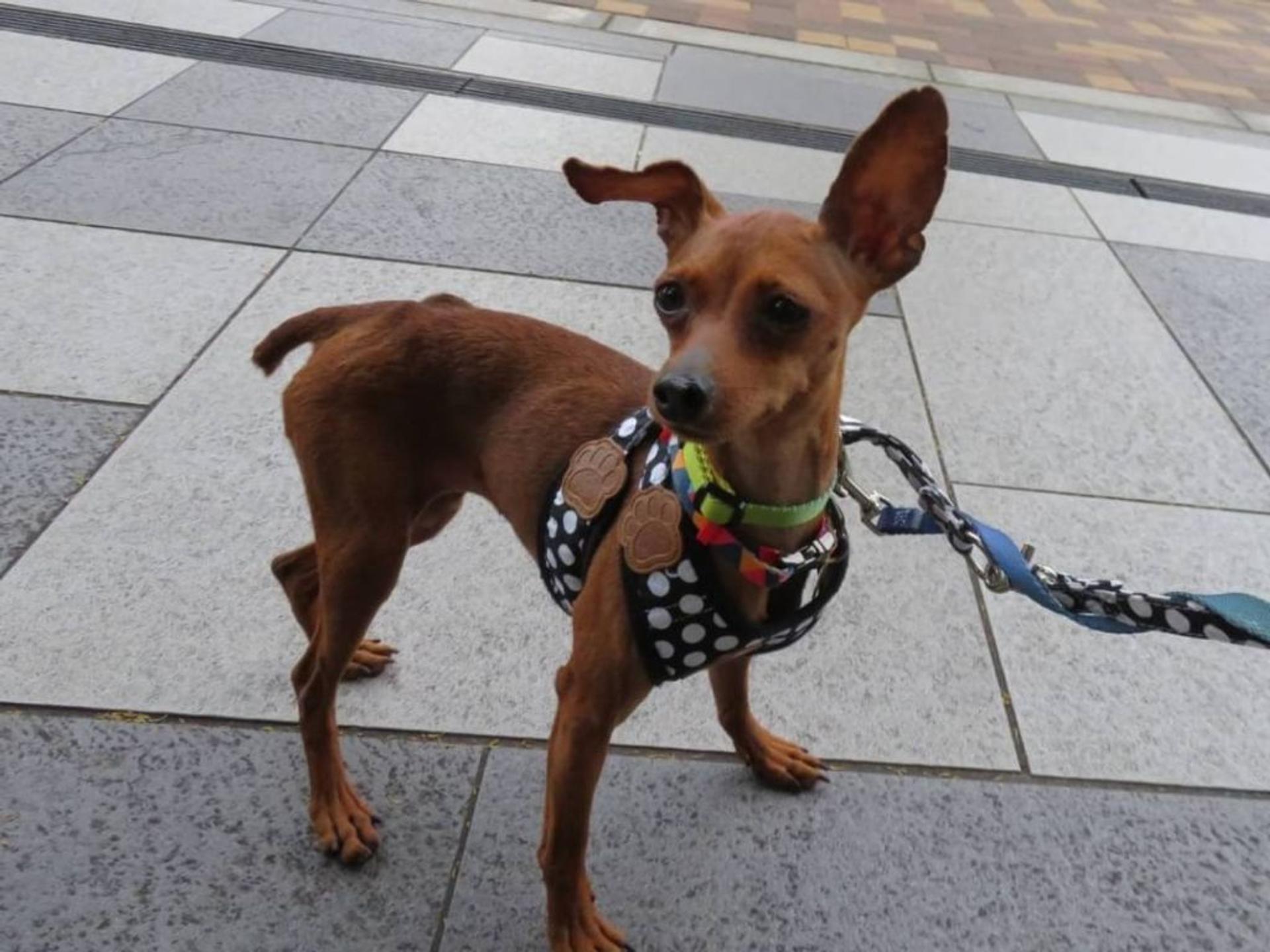 pet-image-3
