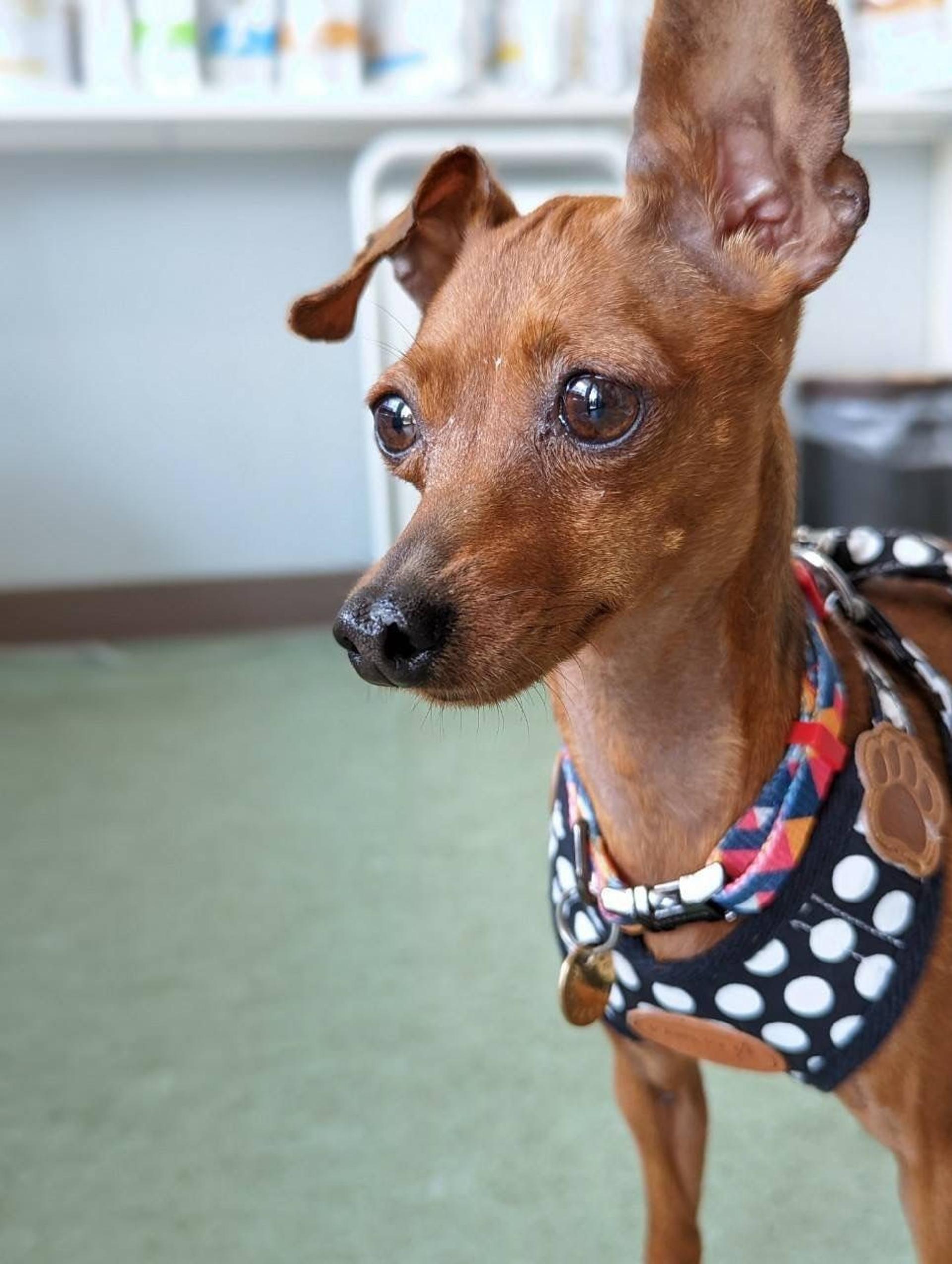 pet-image-5