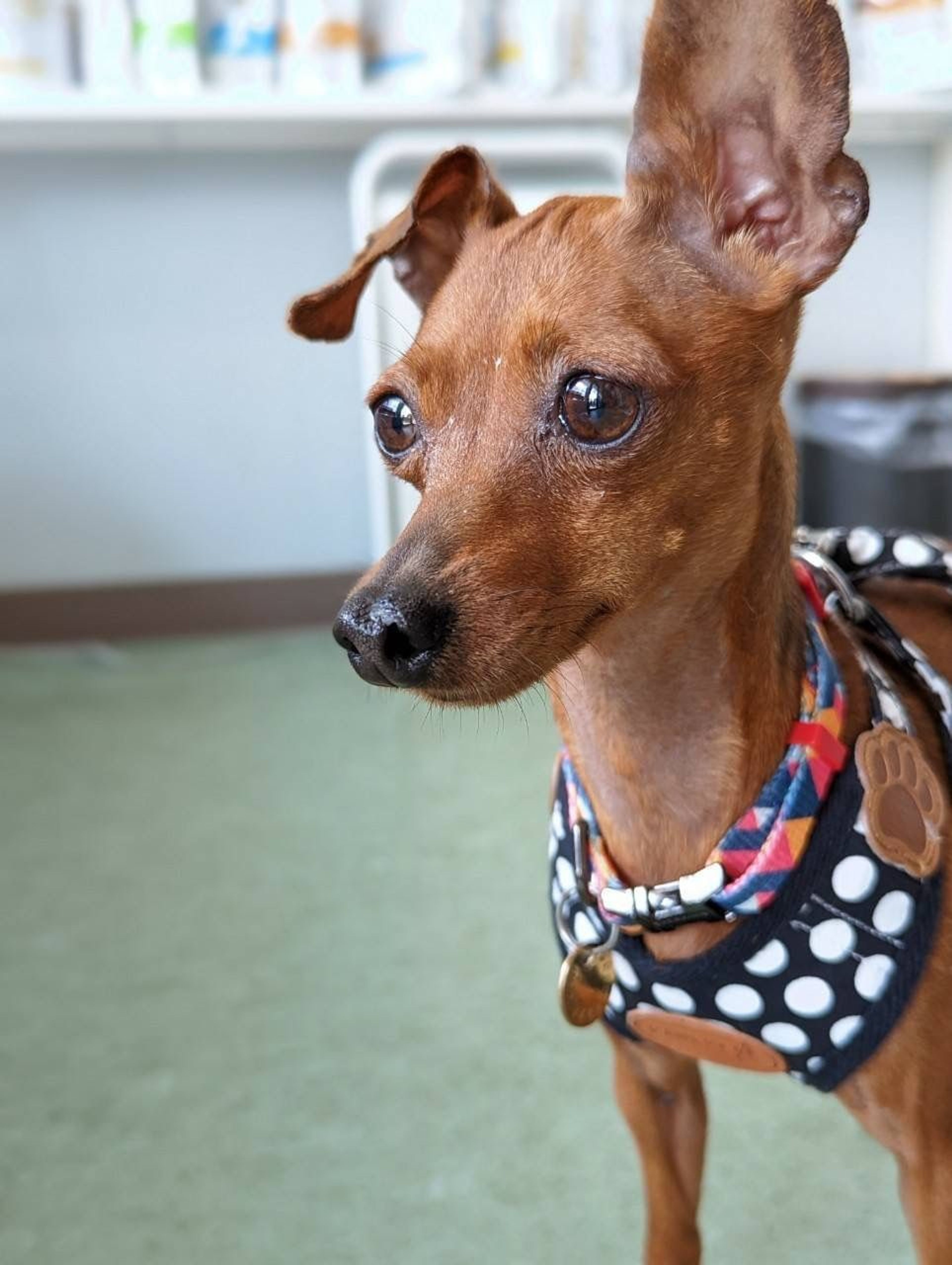 pet-image-5